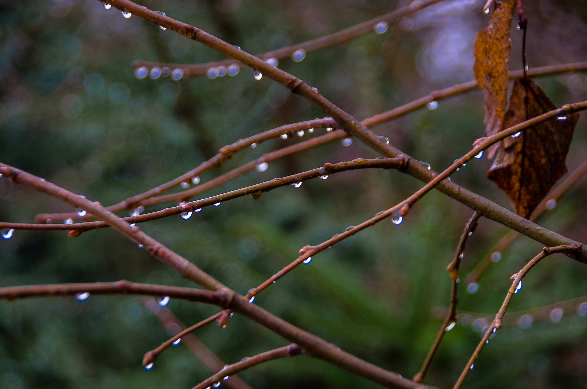 Pentax K-r sample photo. Raindrops over the tree photography