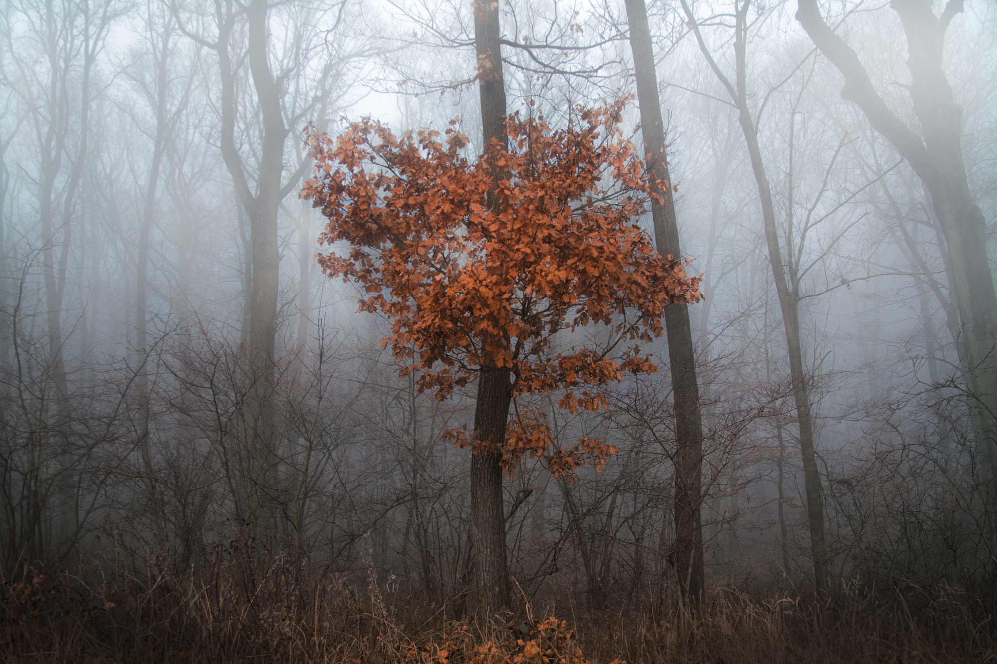 Nikon D7100 + Sigma 18-50mm F2.8 EX DC sample photo. I am the last photography