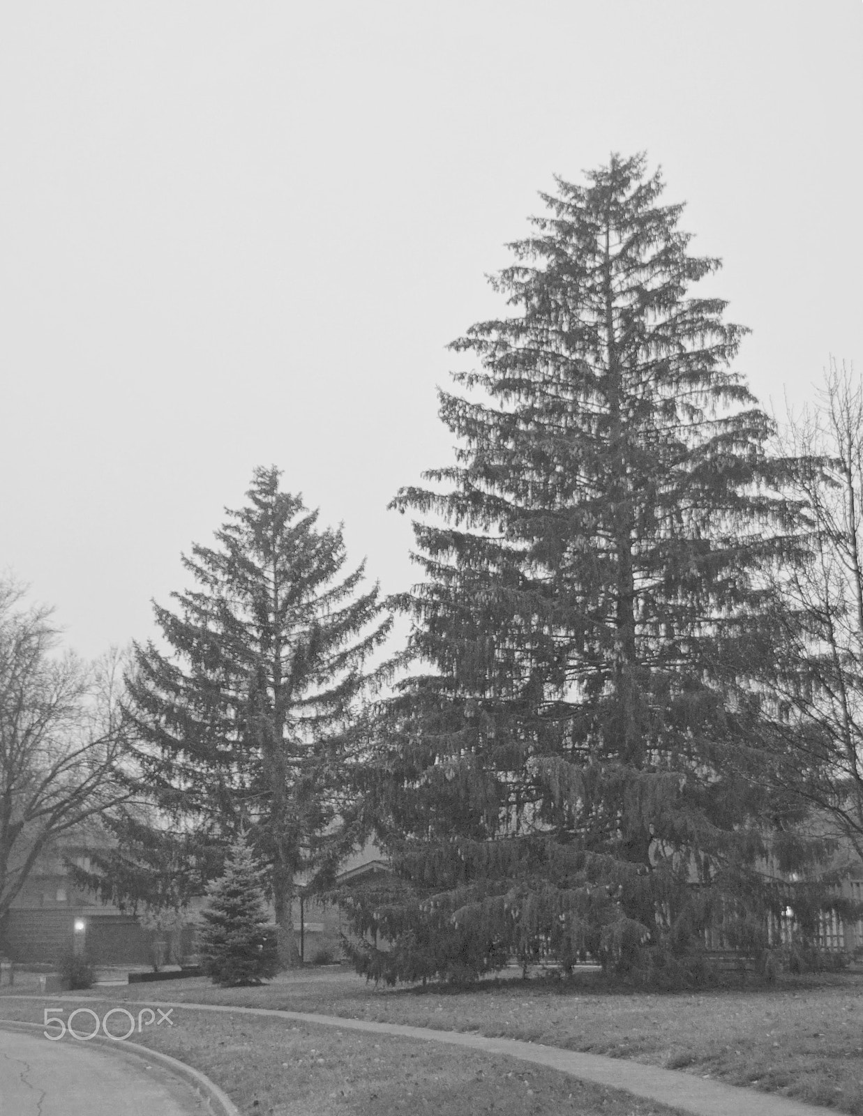 Canon EOS 760D (EOS Rebel T6s / EOS 8000D) sample photo. Foggy afternoon photography