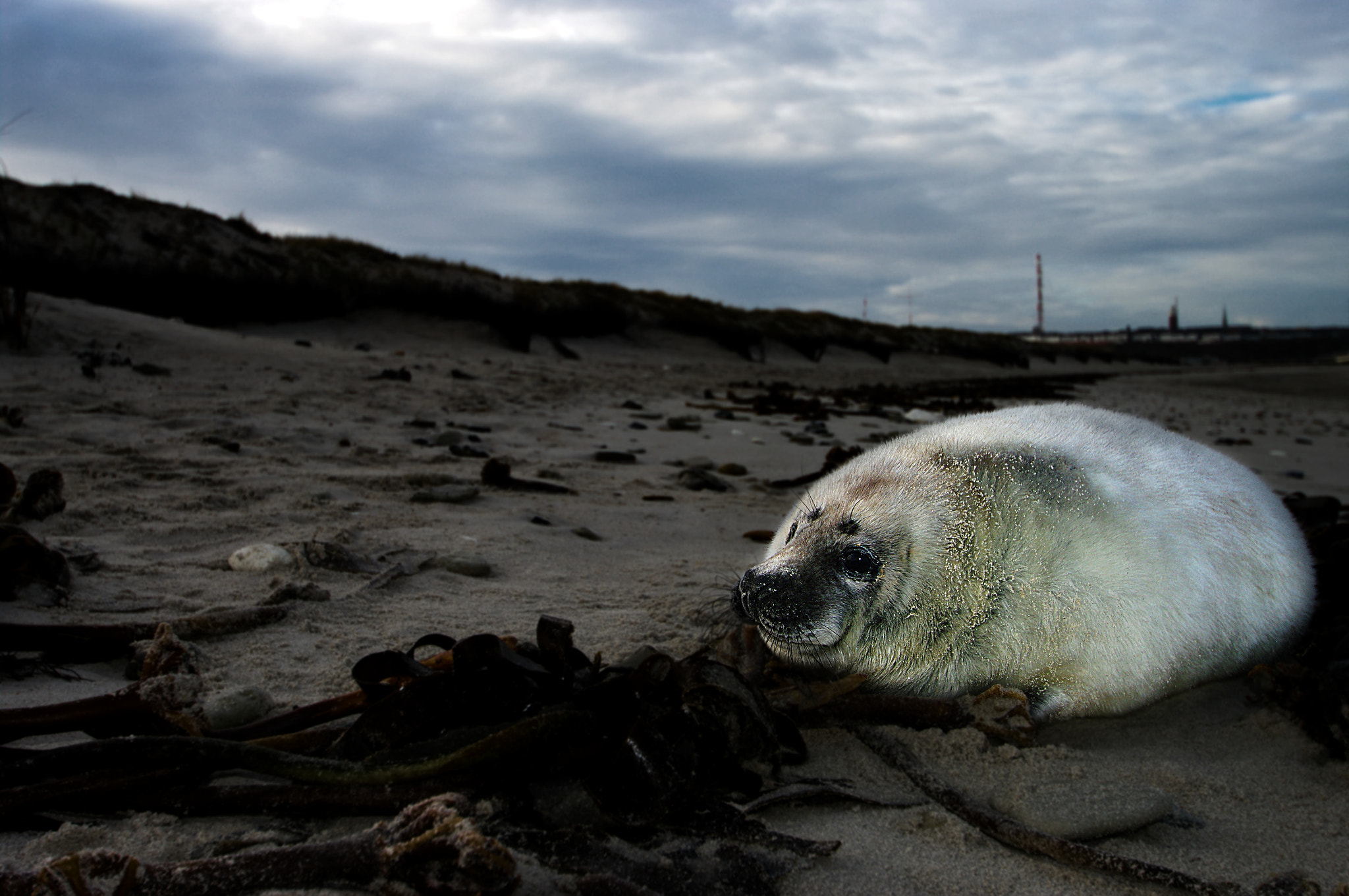 Pentax K20D sample photo. Grey seal photography