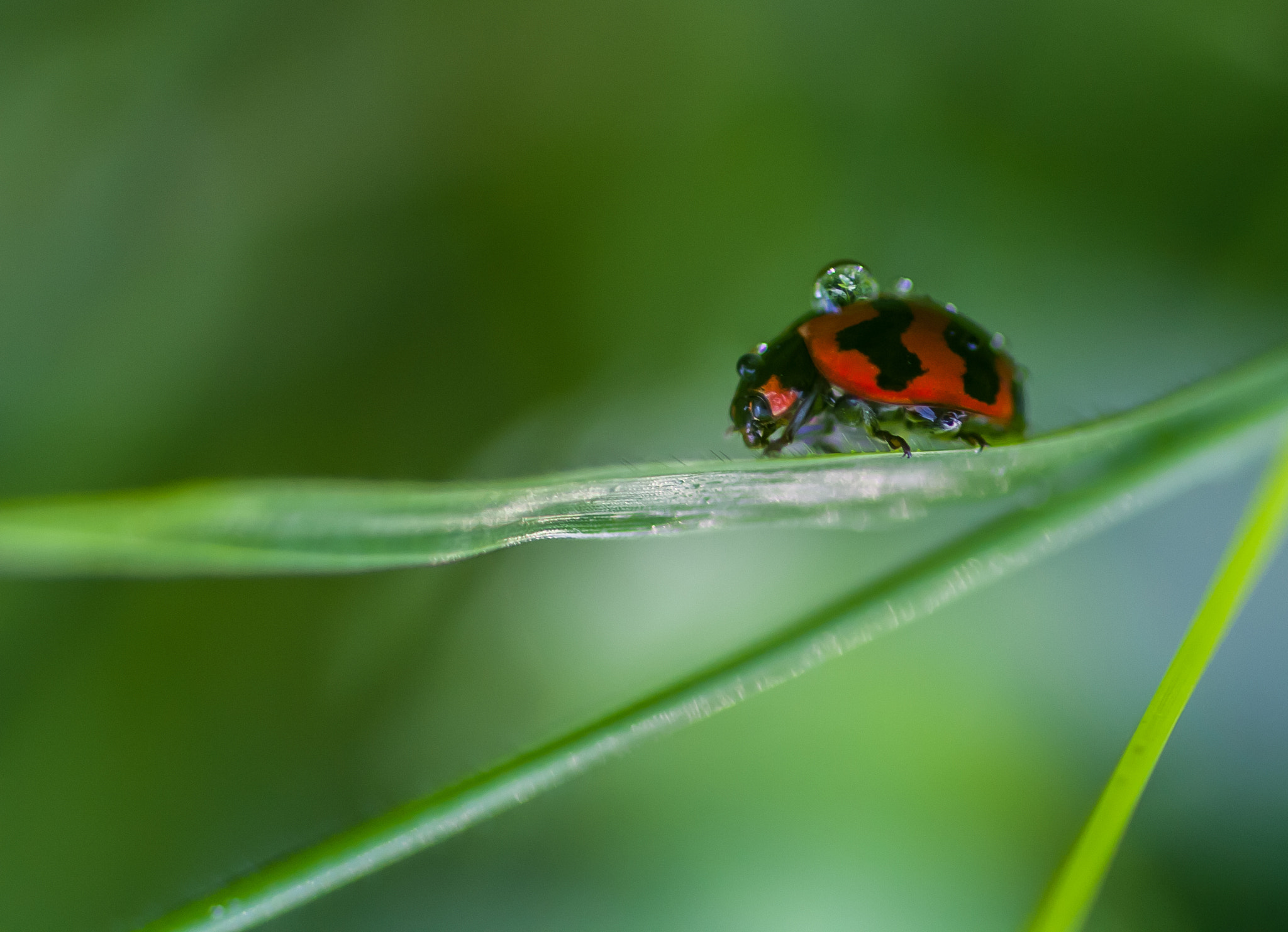 Canon EOS 1000D (EOS Digital Rebel XS / EOS Kiss F) + Tamron SP AF 90mm F2.8 Di Macro sample photo. Rain washed.... photography