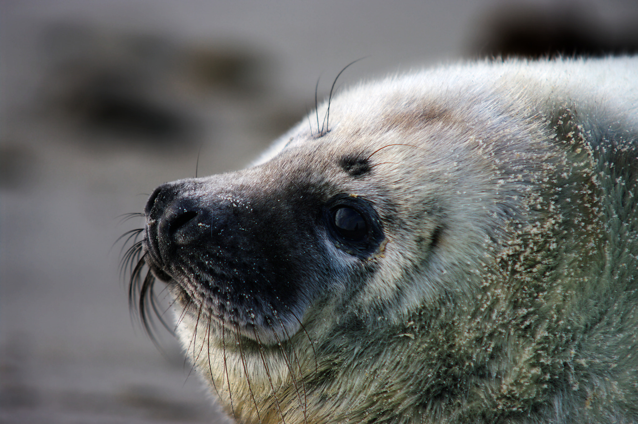 Pentax K20D sample photo. Grey seal photography