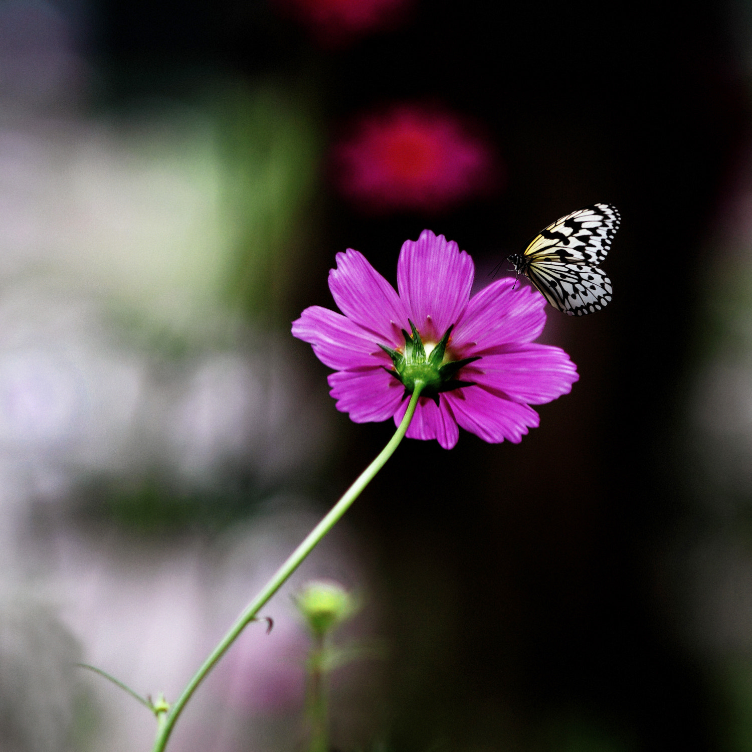 Canon EOS 50D + Canon EF 100mm F2.8 Macro USM sample photo. Perch photography