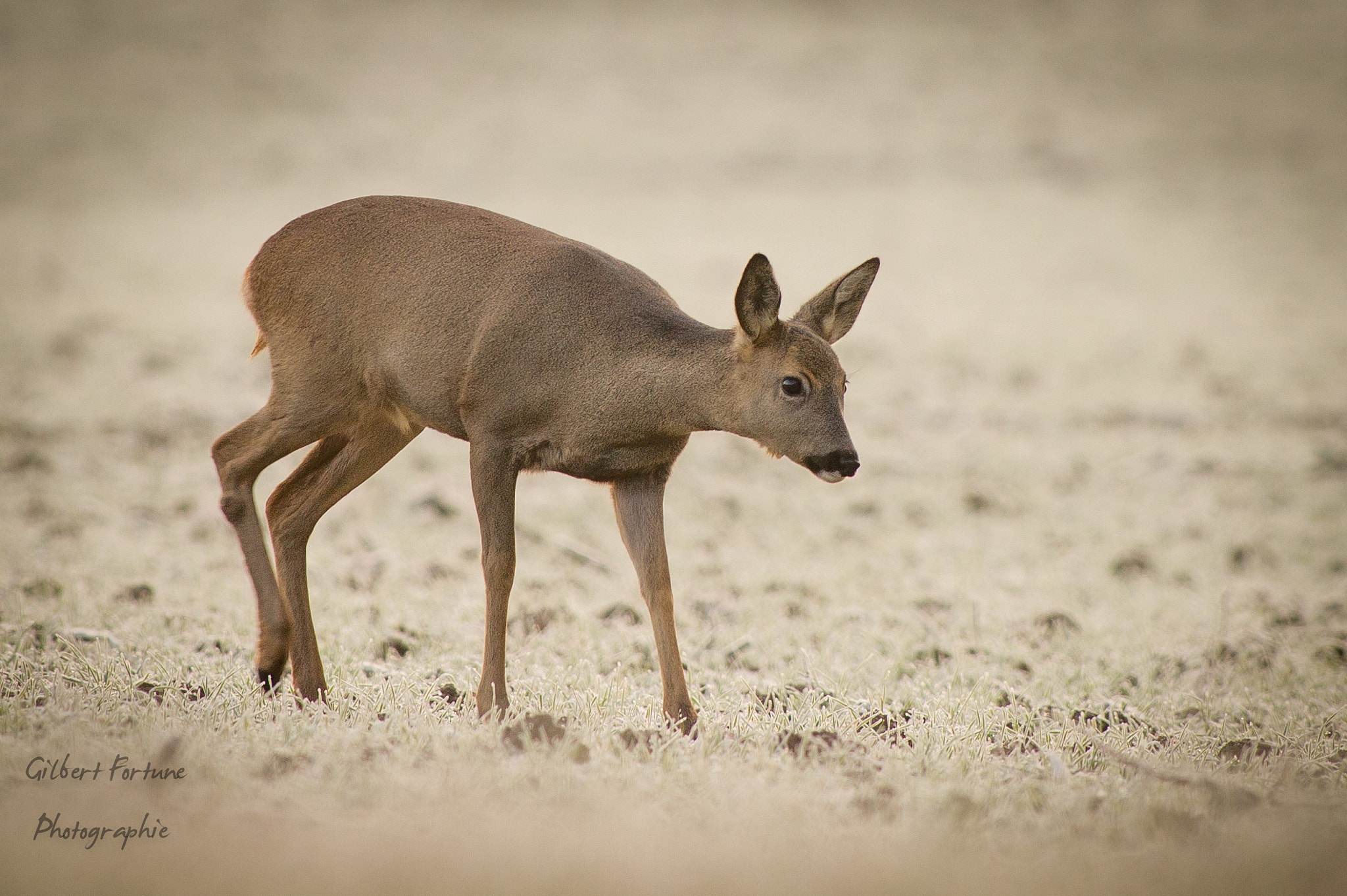 Nikon AF-S Nikkor 300mm F2.8G ED VR II sample photo. Méfiance photography