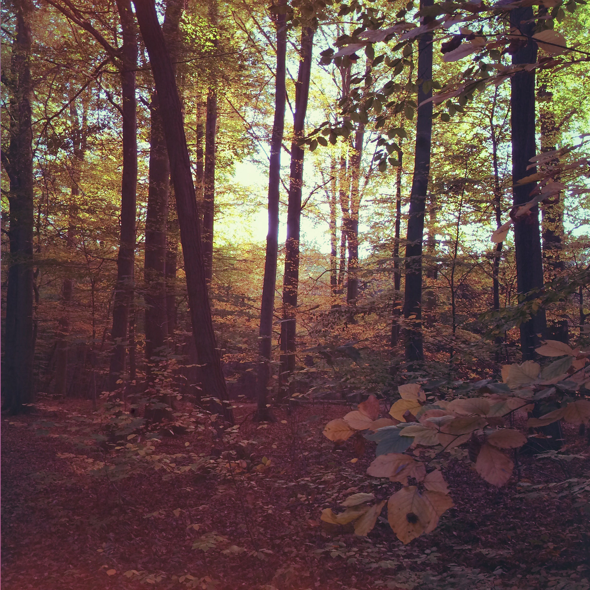 Hipstamatic 278 sample photo. Sacrower see in brandenburg photography