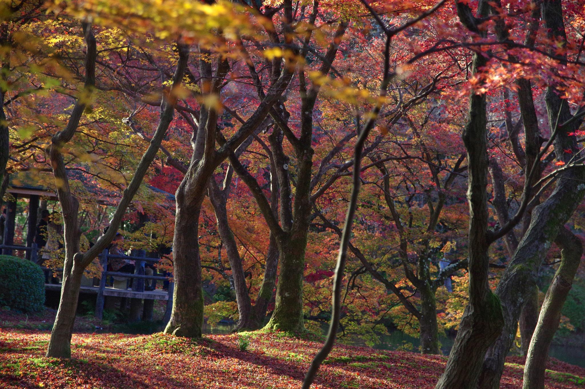 Pentax K-3 sample photo. Forest of autumn leaves photography