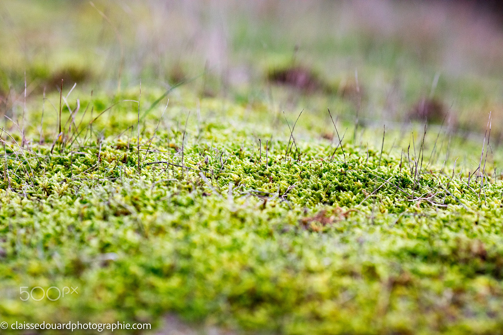 Canon EOS 5DS + Canon EF 135mm F2L USM sample photo. Photo photography