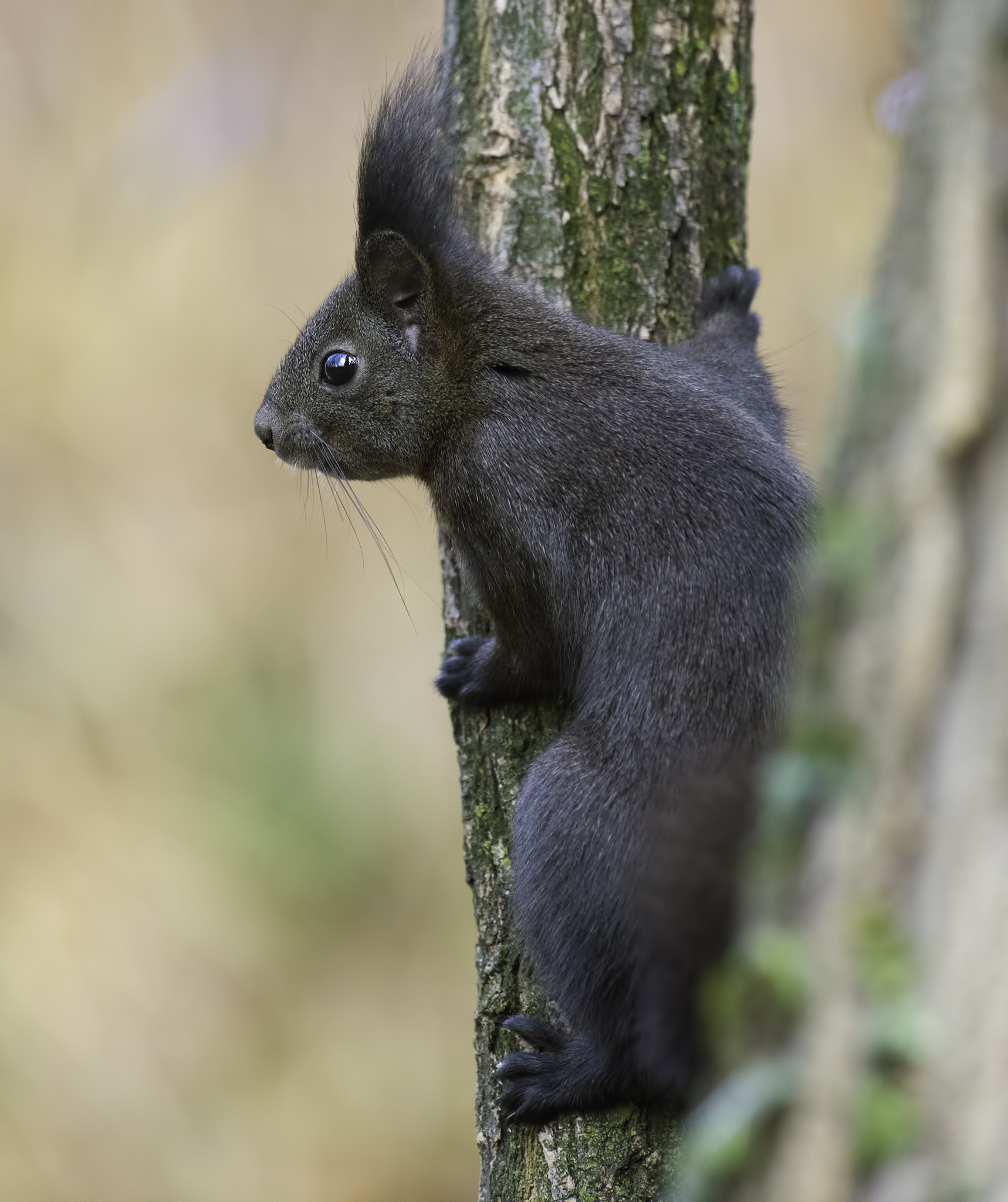 Nikon AF-S Nikkor 500mm F4D ED-IF II sample photo. Where i jump now ? photography