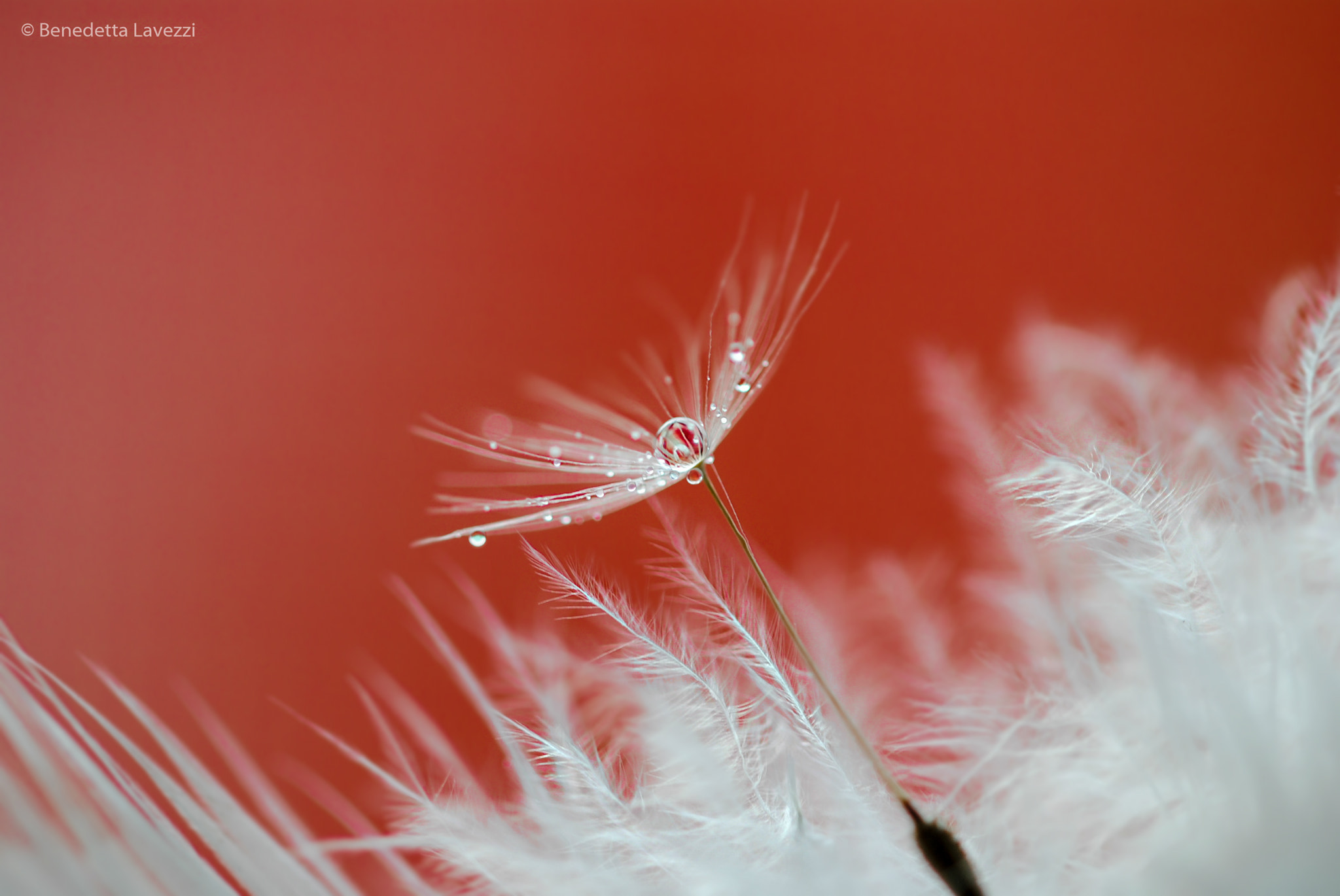 Sigma 105mm F2.8 EX DG OS HSM sample photo. Caress photography