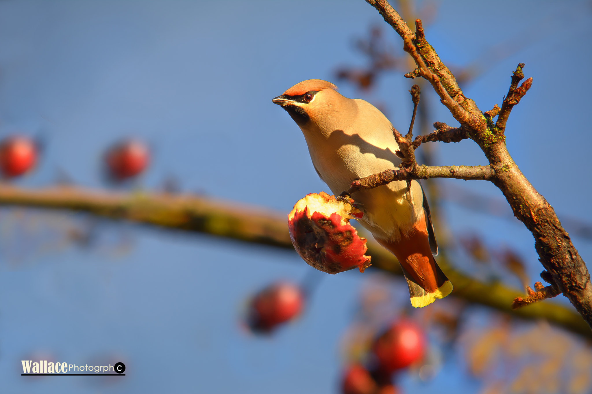 Sigma 50-150mm F2.8 EX APO DC HSM II sample photo. Vinter fugel photography