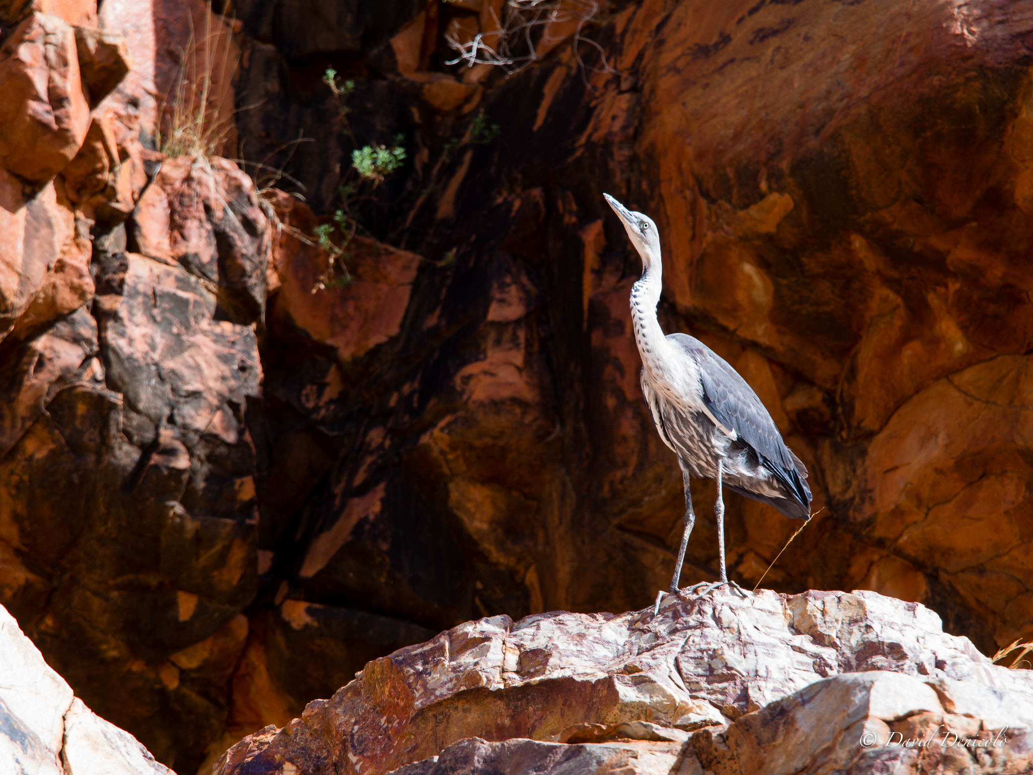 Olympus OM-D E-M5 + Olympus M.Zuiko Digital ED 40-150mm F2.8 Pro sample photo. Grey heron photography
