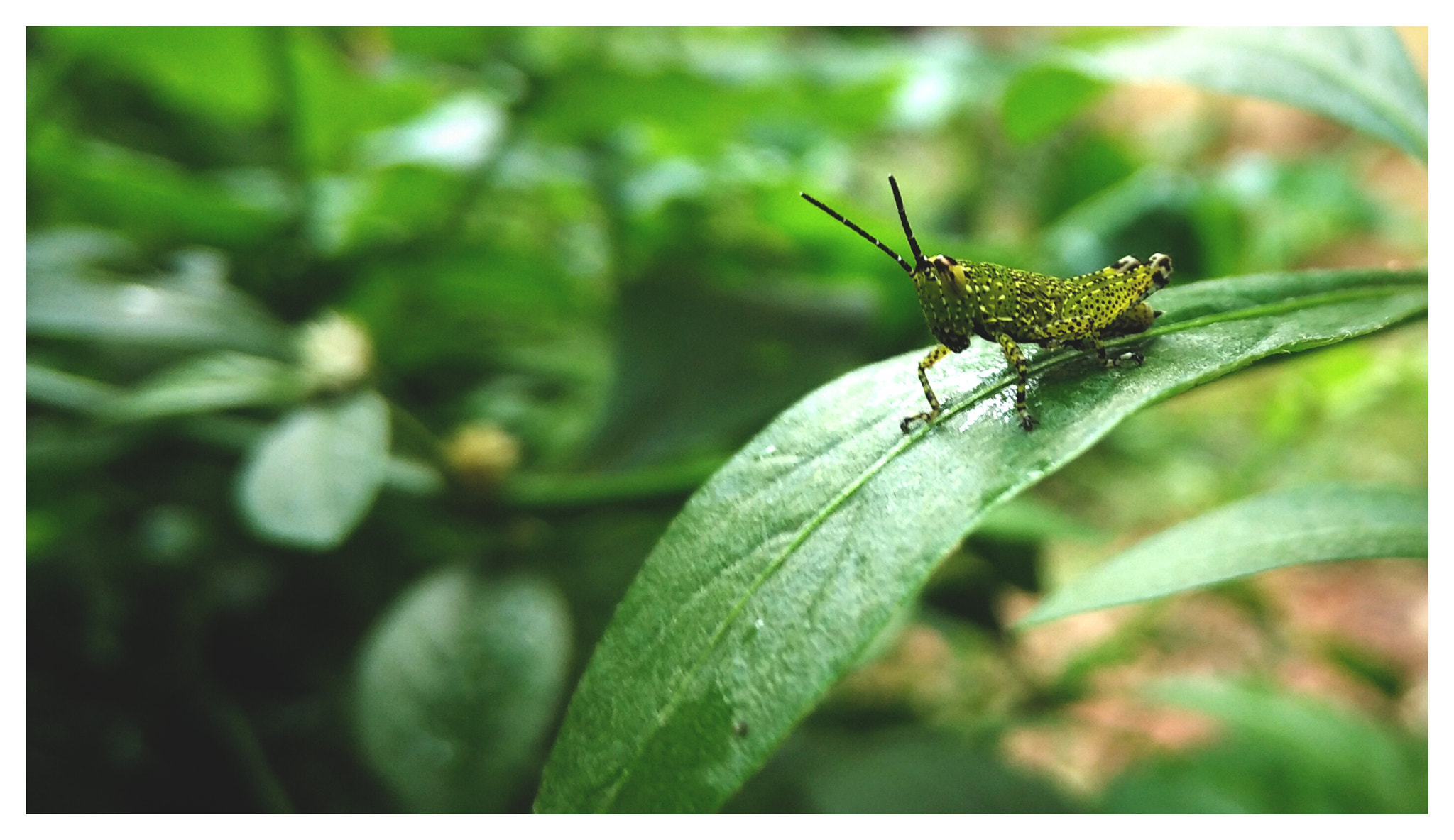 Xiaomi Mi 4i sample photo. Go green photography