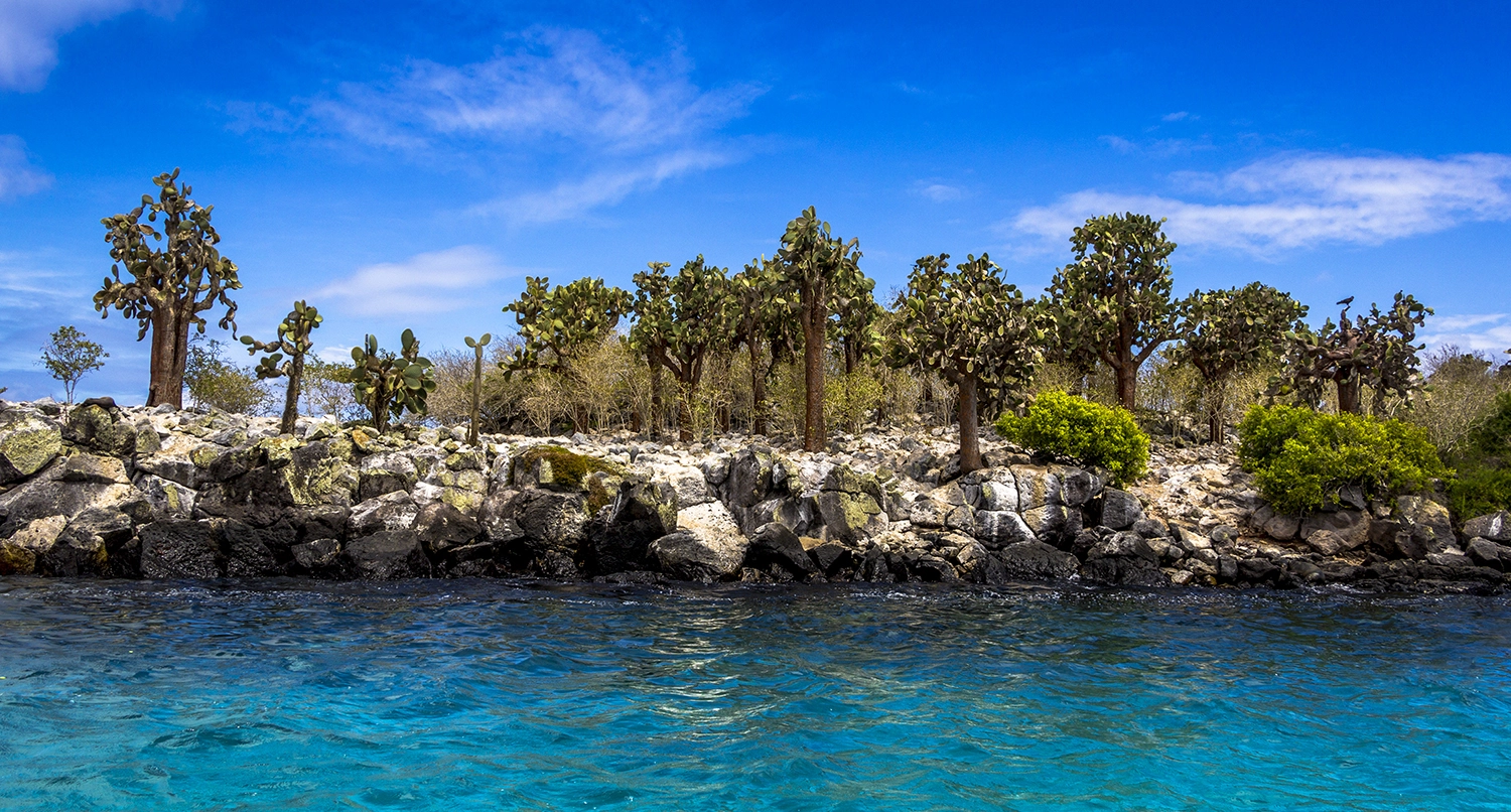Canon EF-S 18-135mm F3.5-5.6 IS STM sample photo. Cactus forest by the sea photography