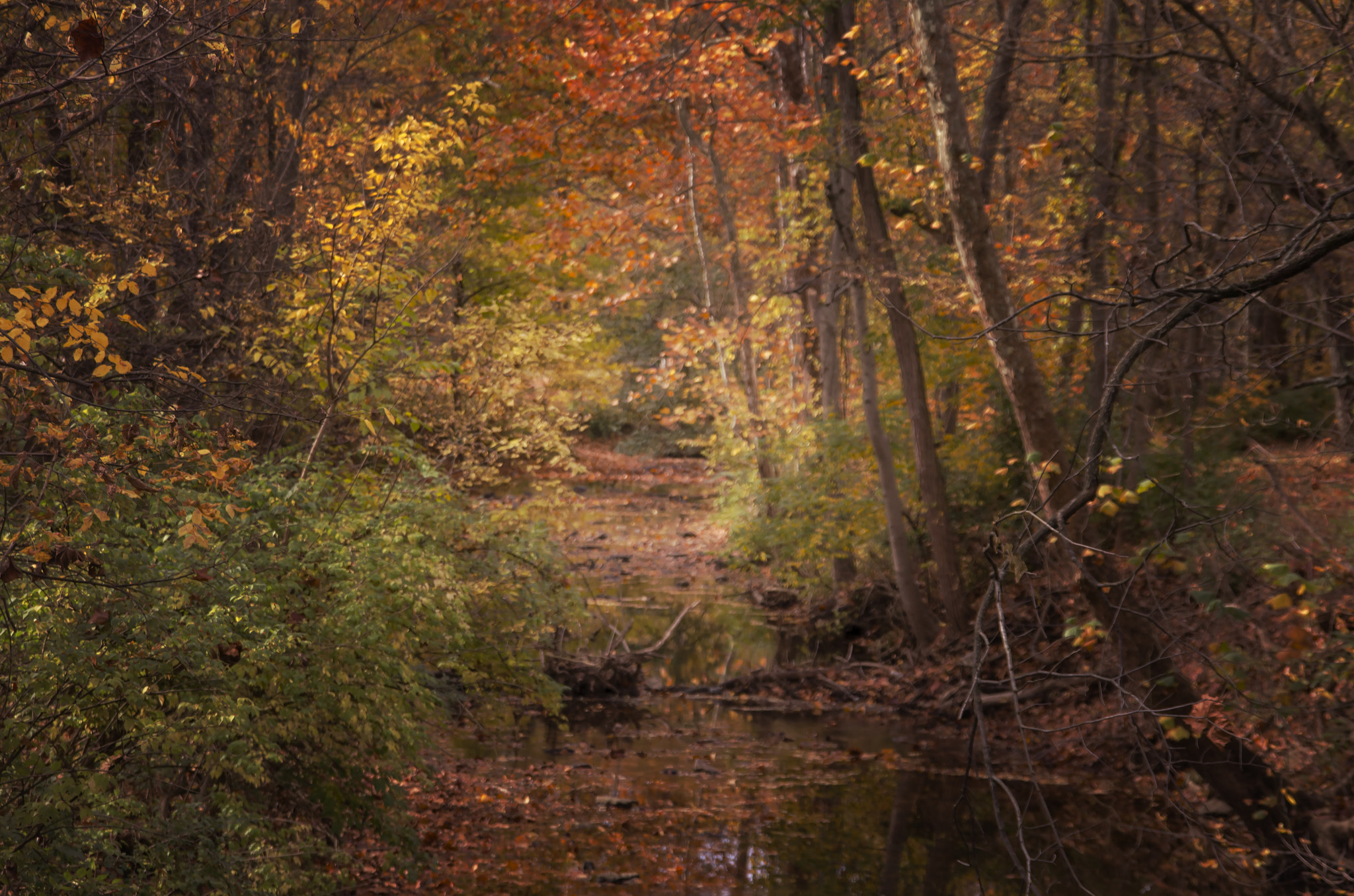 Nikon D7000 + Sigma 18-200mm F3.5-6.3 DC sample photo. Autumn in sharon woods photography