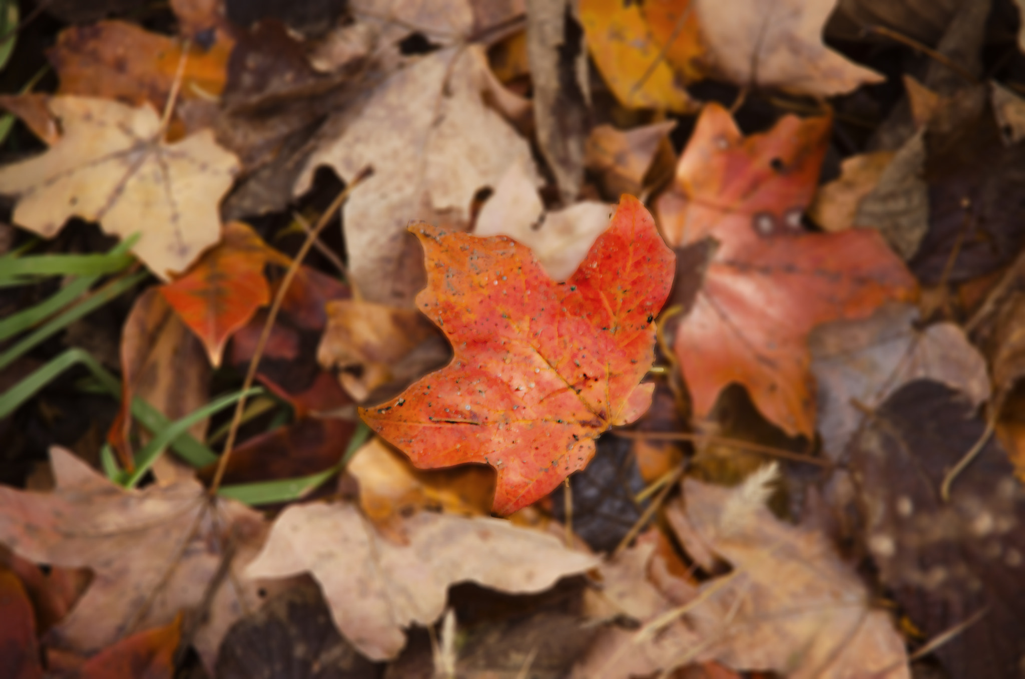 Nikon D7000 + Sigma 18-200mm F3.5-6.3 DC sample photo. Fallen leaf photography