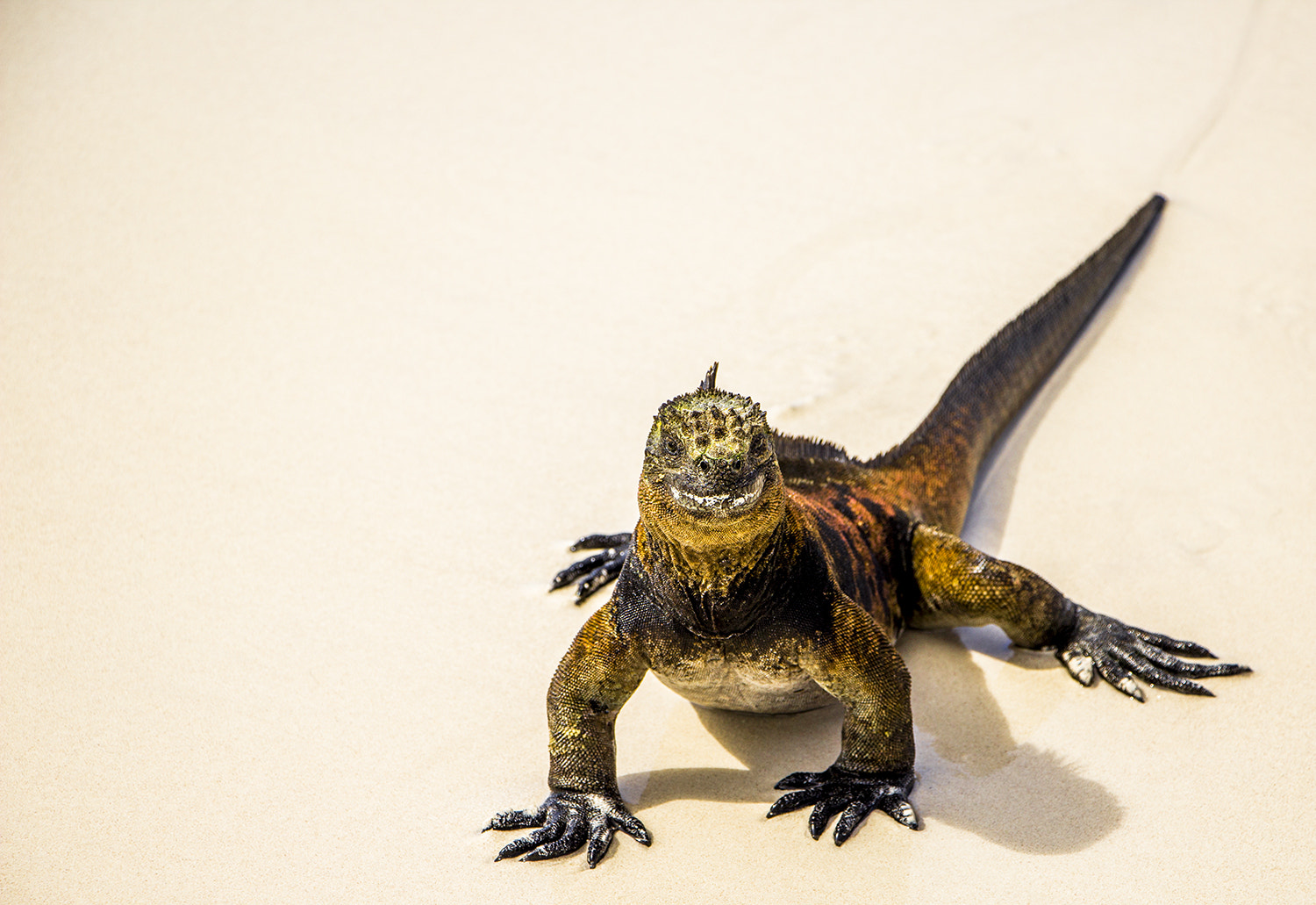 Canon EF-S 18-135mm F3.5-5.6 IS STM sample photo. Galapagos sea iguana photography