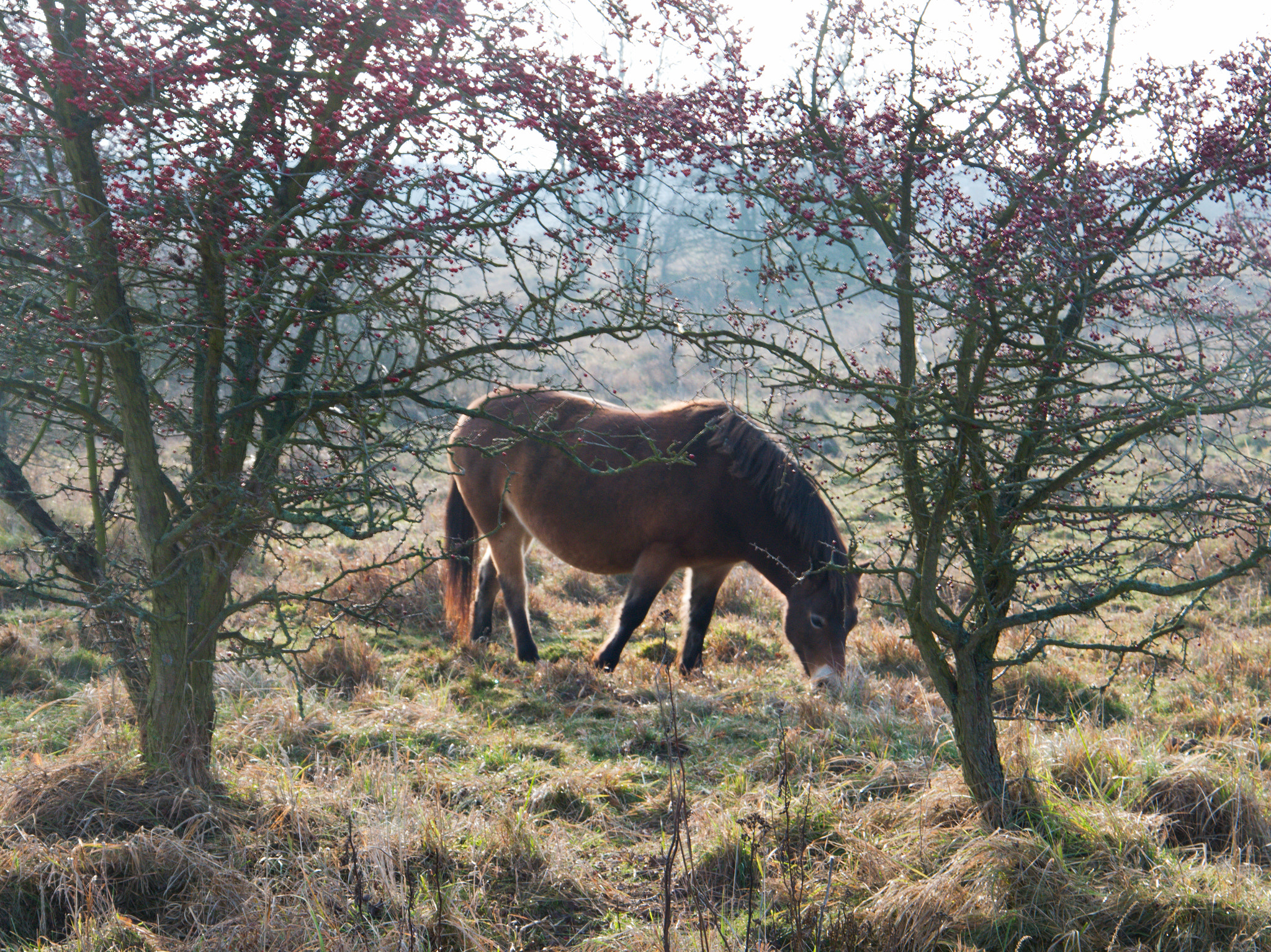 Nikon D3300 + 18.00 - 105.00 mm f/3.5 - 5.6 sample photo. Wild horses photography