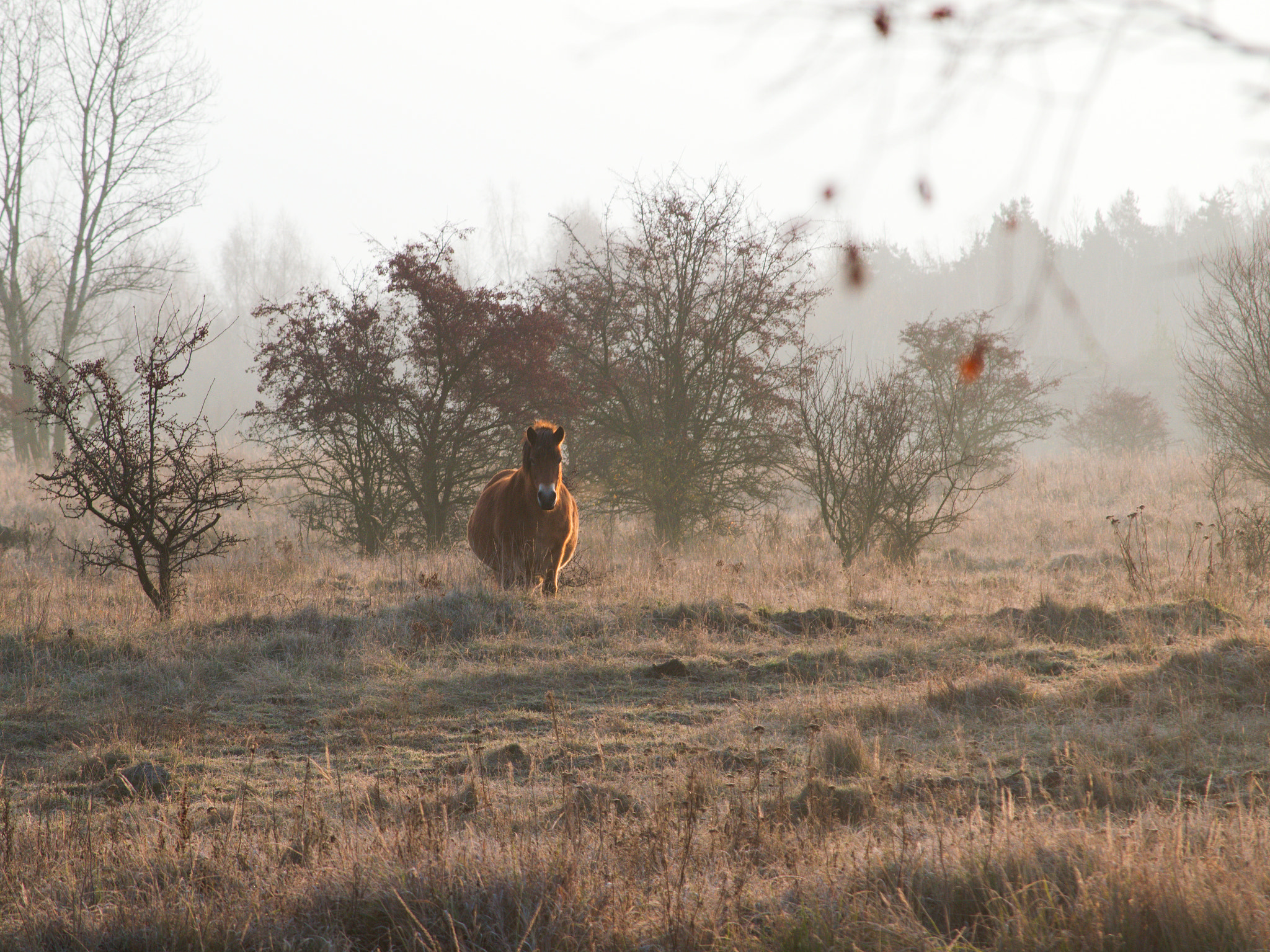 55.00 - 200.00 mm f/4.0 - 5.6 sample photo. Wild horses photography