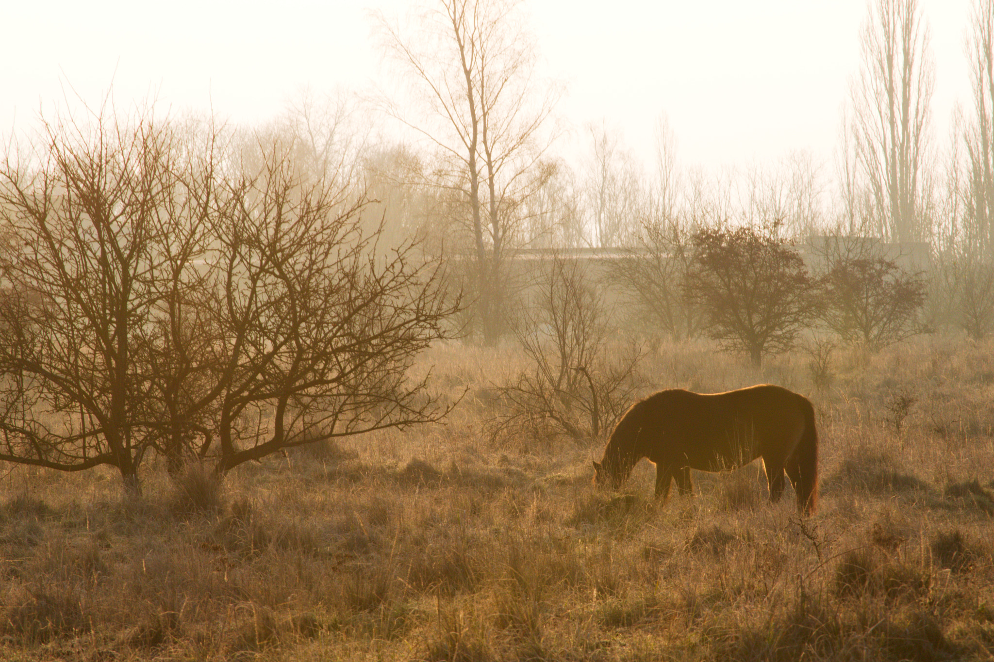 55.00 - 200.00 mm f/4.0 - 5.6 sample photo. Wild horses photography