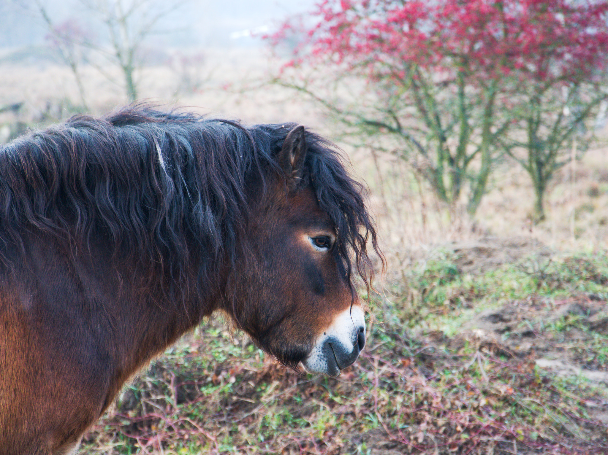 Nikon D3300 + 18.00 - 105.00 mm f/3.5 - 5.6 sample photo. Wild horses photography