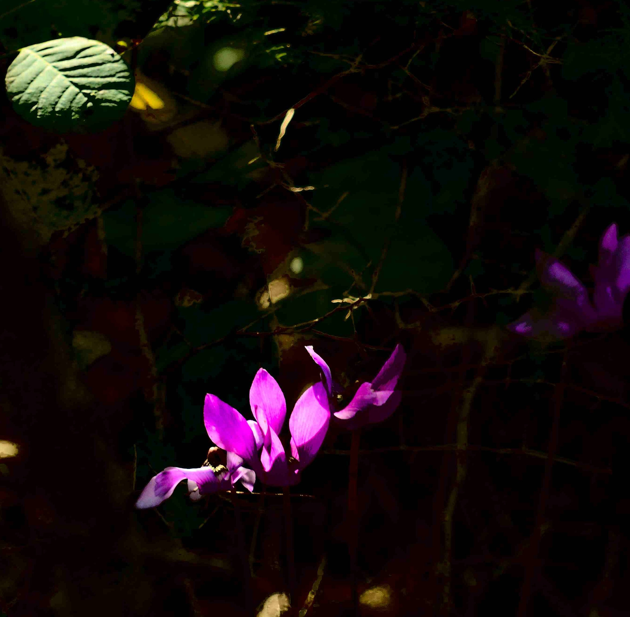 AF Zoom-Nikkor 35-135mm f/3.5-4.5 N sample photo. Flowers in the wood photography