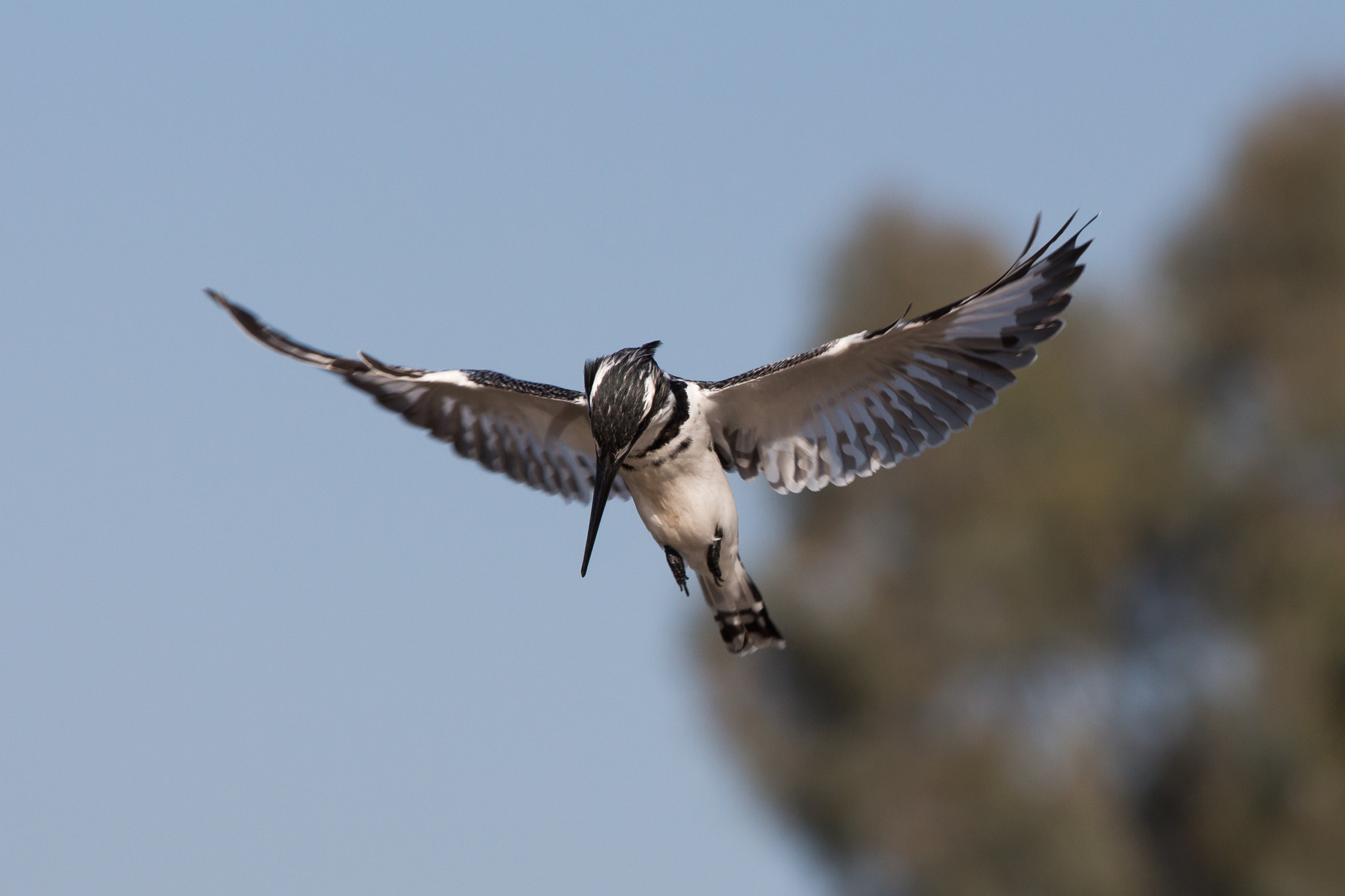 Canon EF 100-400mm F4.5-5.6L IS USM sample photo. Ceryle rudis photography