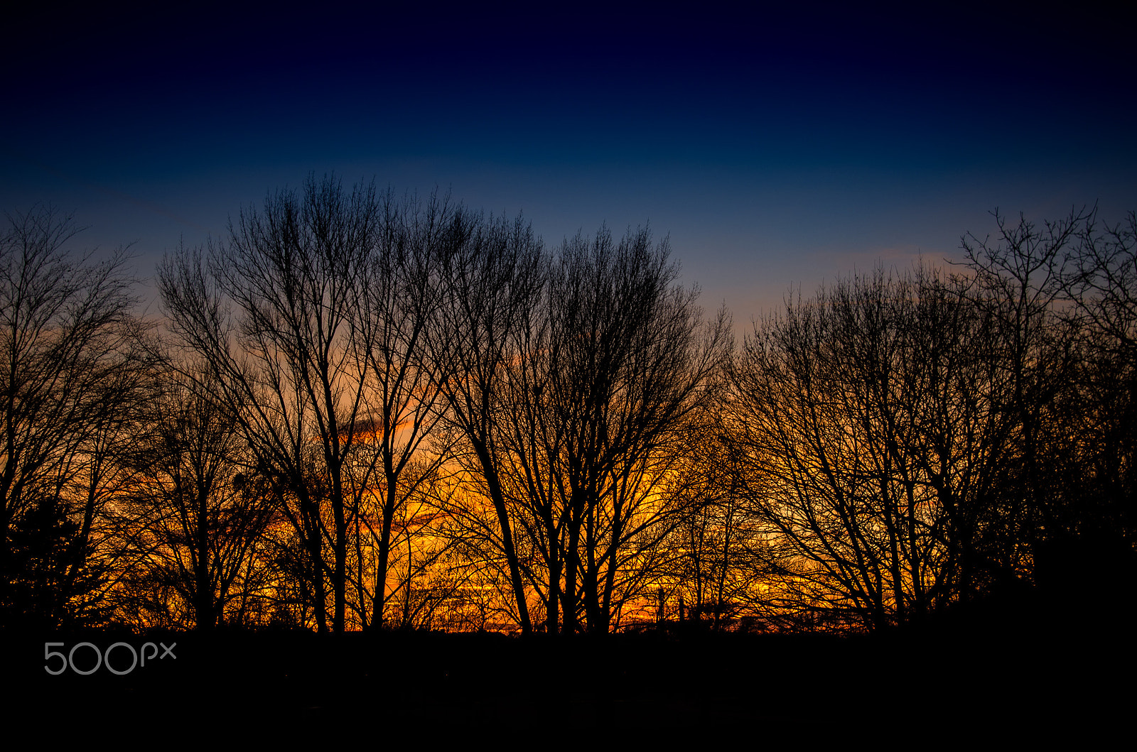 Pentax K-5 sample photo. Tree silhouettes photography