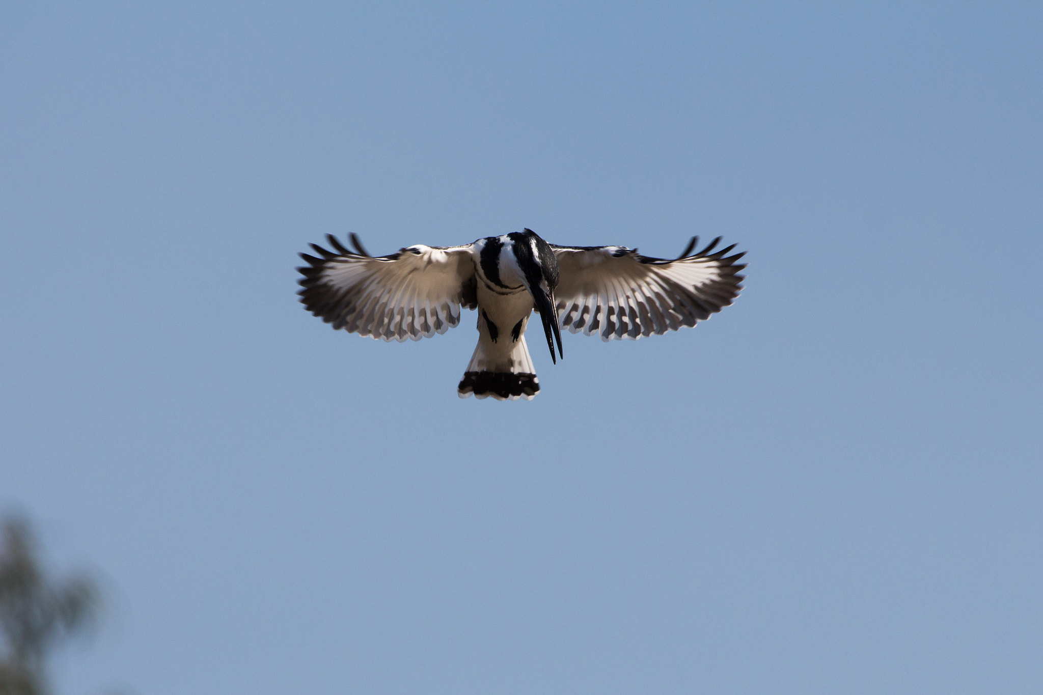Canon EF 100-400mm F4.5-5.6L IS USM sample photo. Ceryle rudis photography