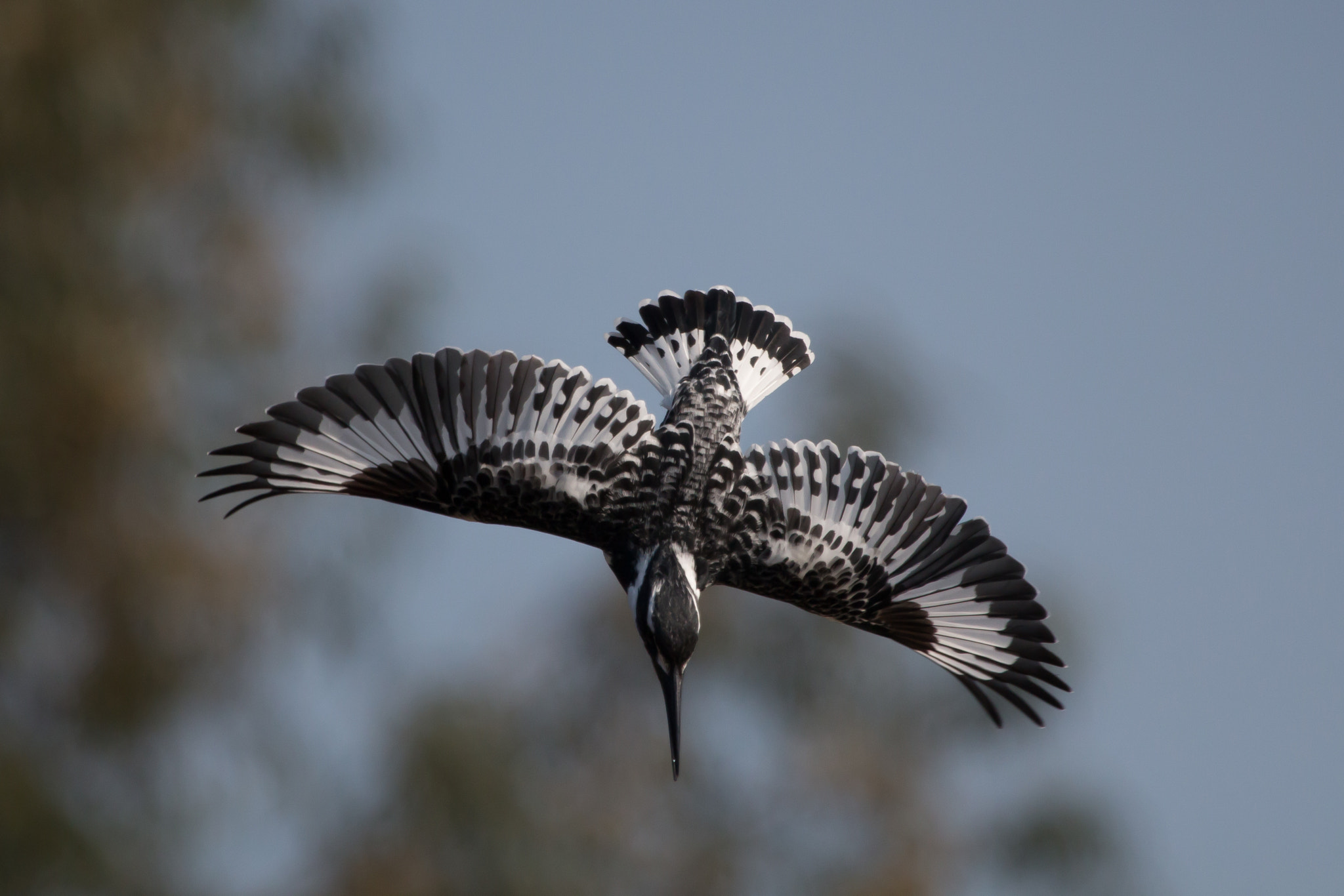 Canon EF 100-400mm F4.5-5.6L IS USM sample photo. Ceryle rudis photography