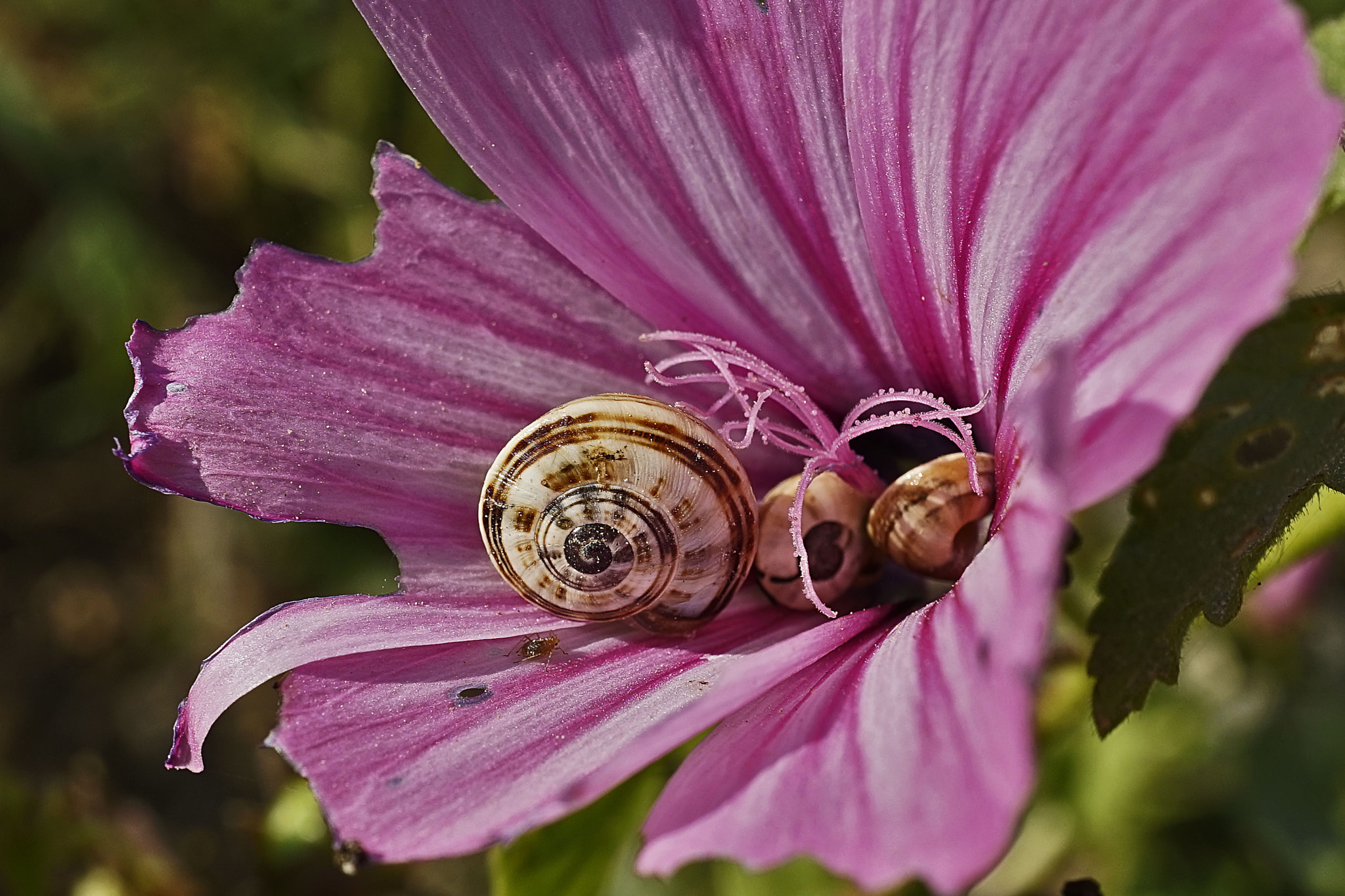 Sony a7 + Sony E 30mm F3.5 Macro sample photo. _dsc1927.jpg photography