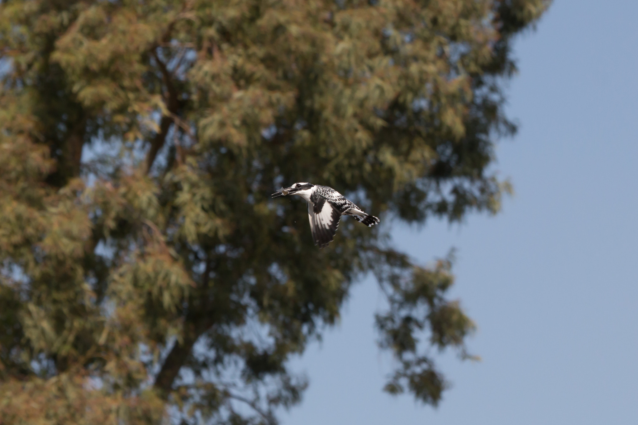 Canon EF 100-400mm F4.5-5.6L IS USM sample photo. Pied kingfisher photography