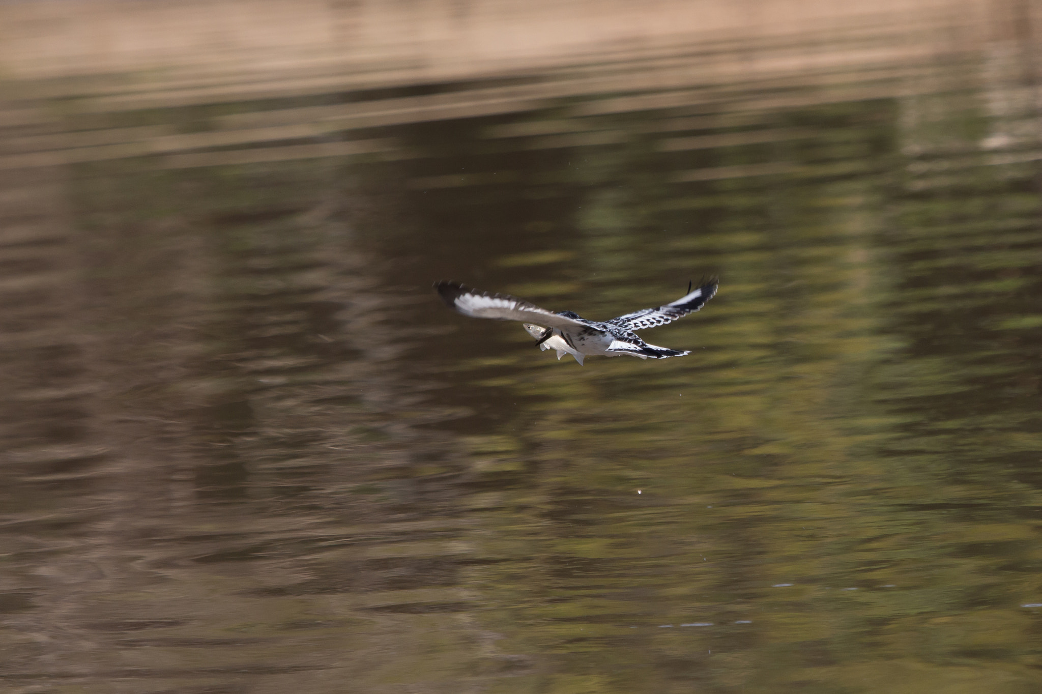 Canon EF 100-400mm F4.5-5.6L IS USM sample photo. Pied kingfisher photography