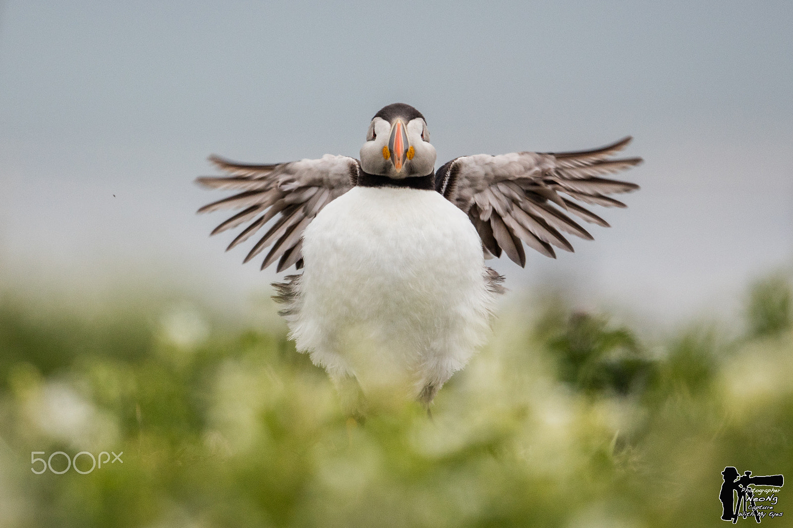 Canon EF 600mm F4L IS II USM sample photo. Wildlife photography