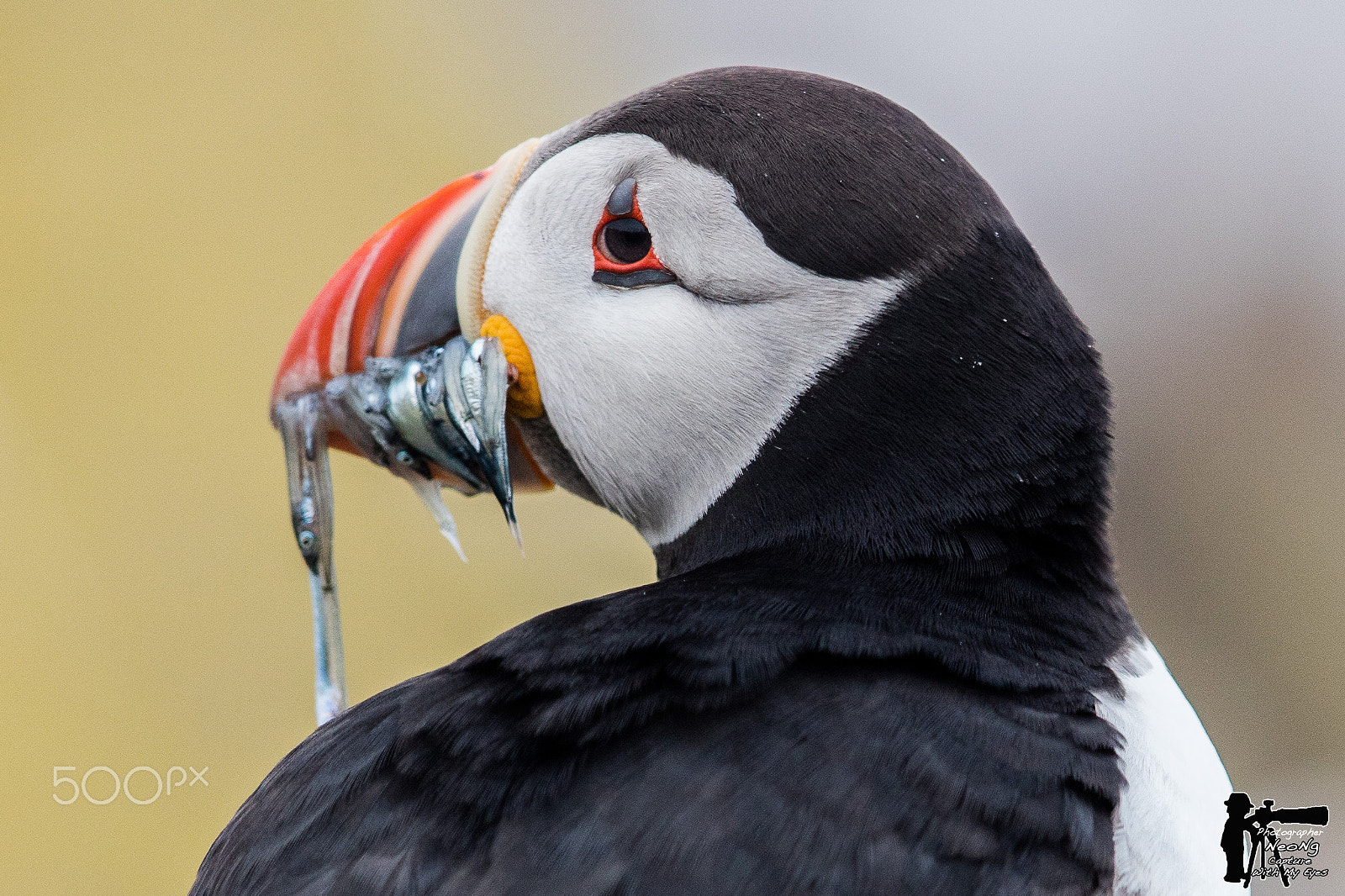 Canon EF 600mm F4L IS II USM sample photo. Wildlife photography