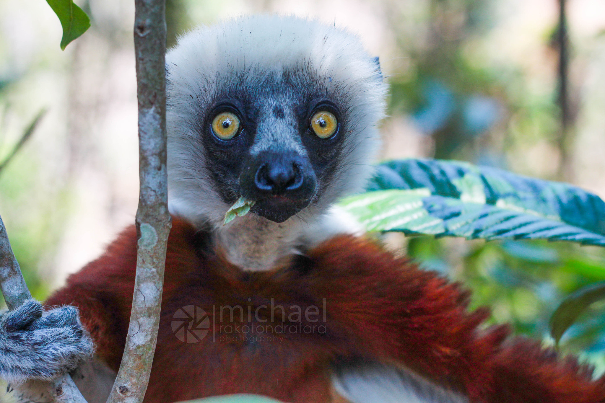 Canon EOS 500D (EOS Rebel T1i / EOS Kiss X3) + Canon EF 50mm F1.8 II sample photo. Coquerel sifaka
lemur photography