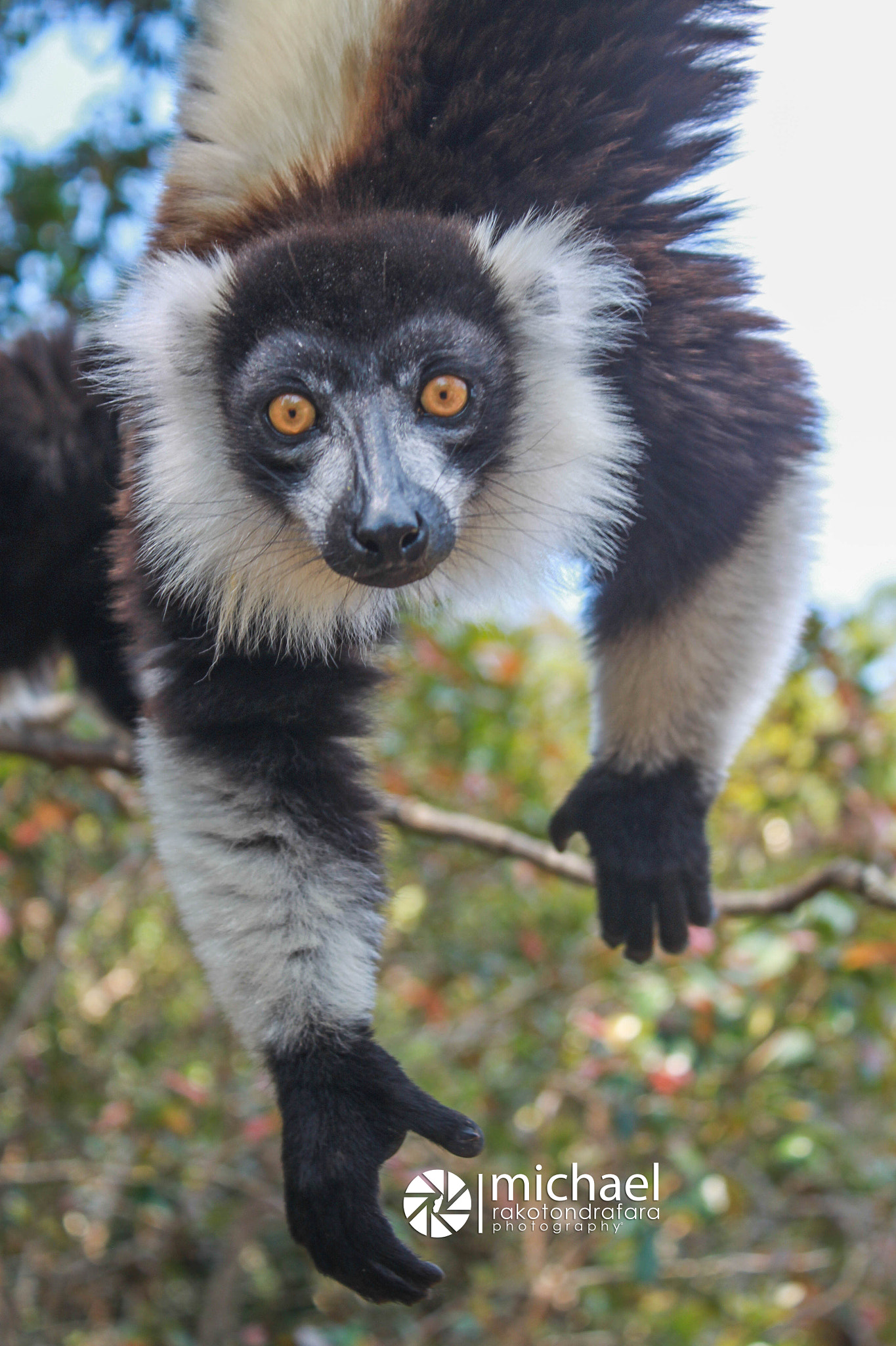 Canon EOS 500D (EOS Rebel T1i / EOS Kiss X3) sample photo. Black&white ruffed lemur photography