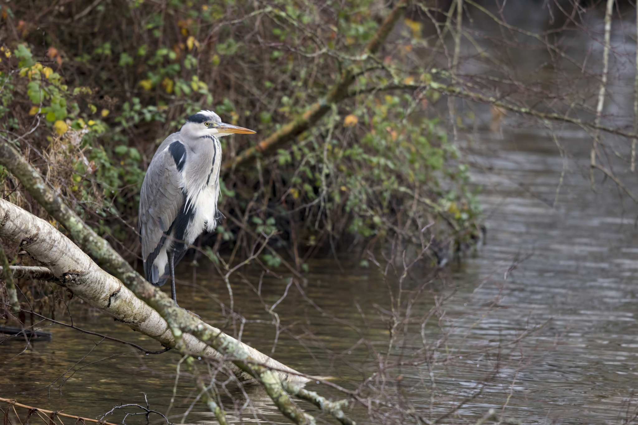 Canon EF 500mm F4L IS II USM sample photo. The grey heron waits. photography