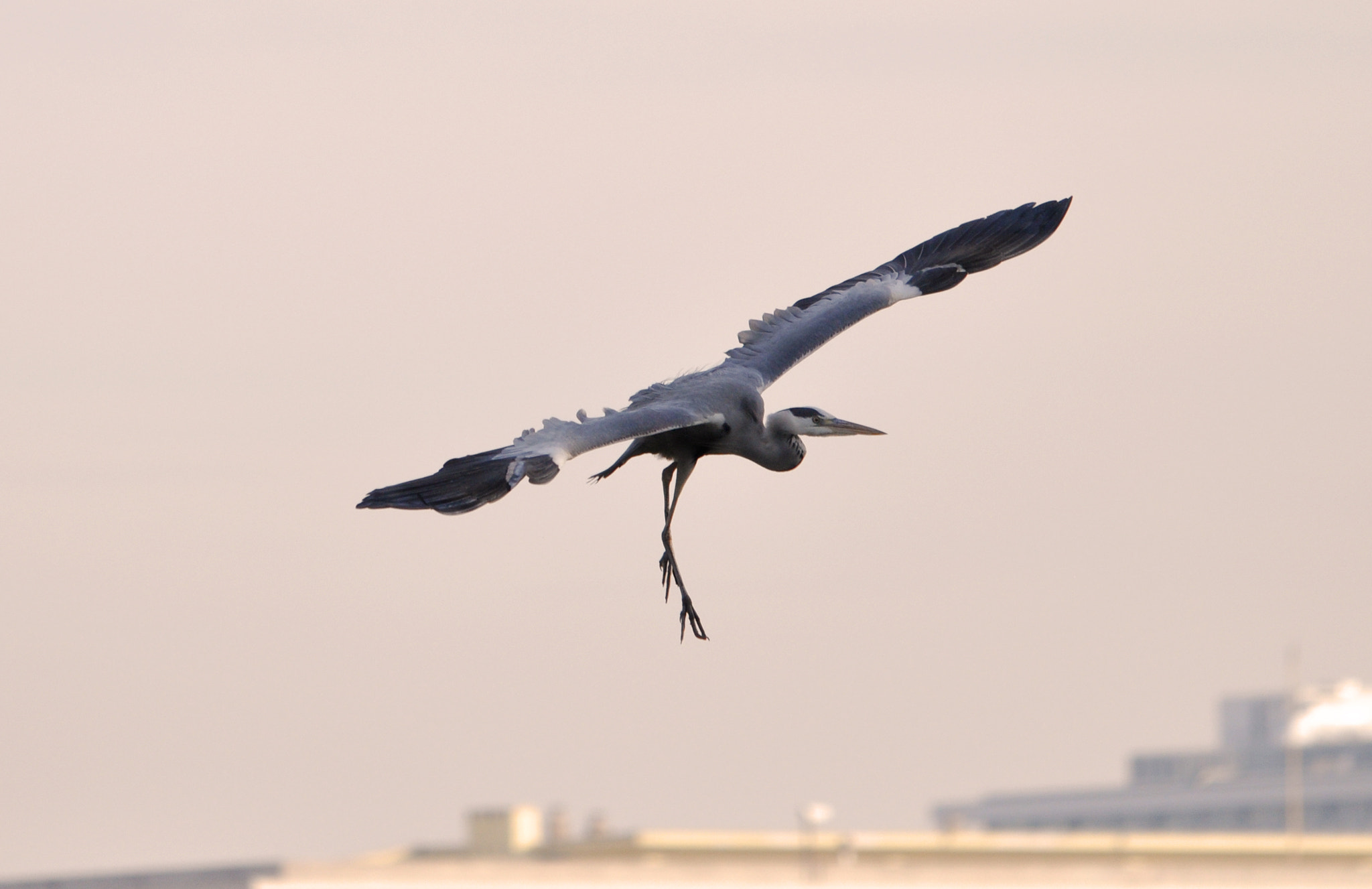 Sigma 120-400mm F4.5-5.6 DG OS HSM sample photo. Aironi photography