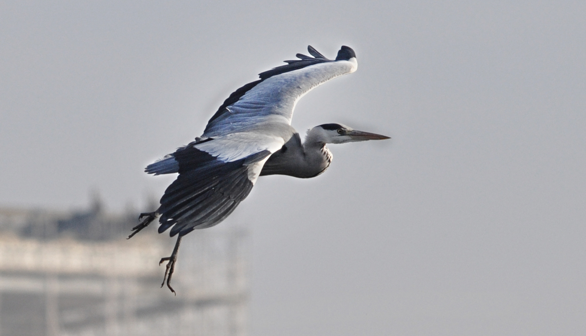 Sigma 120-400mm F4.5-5.6 DG OS HSM sample photo. Aironi photography