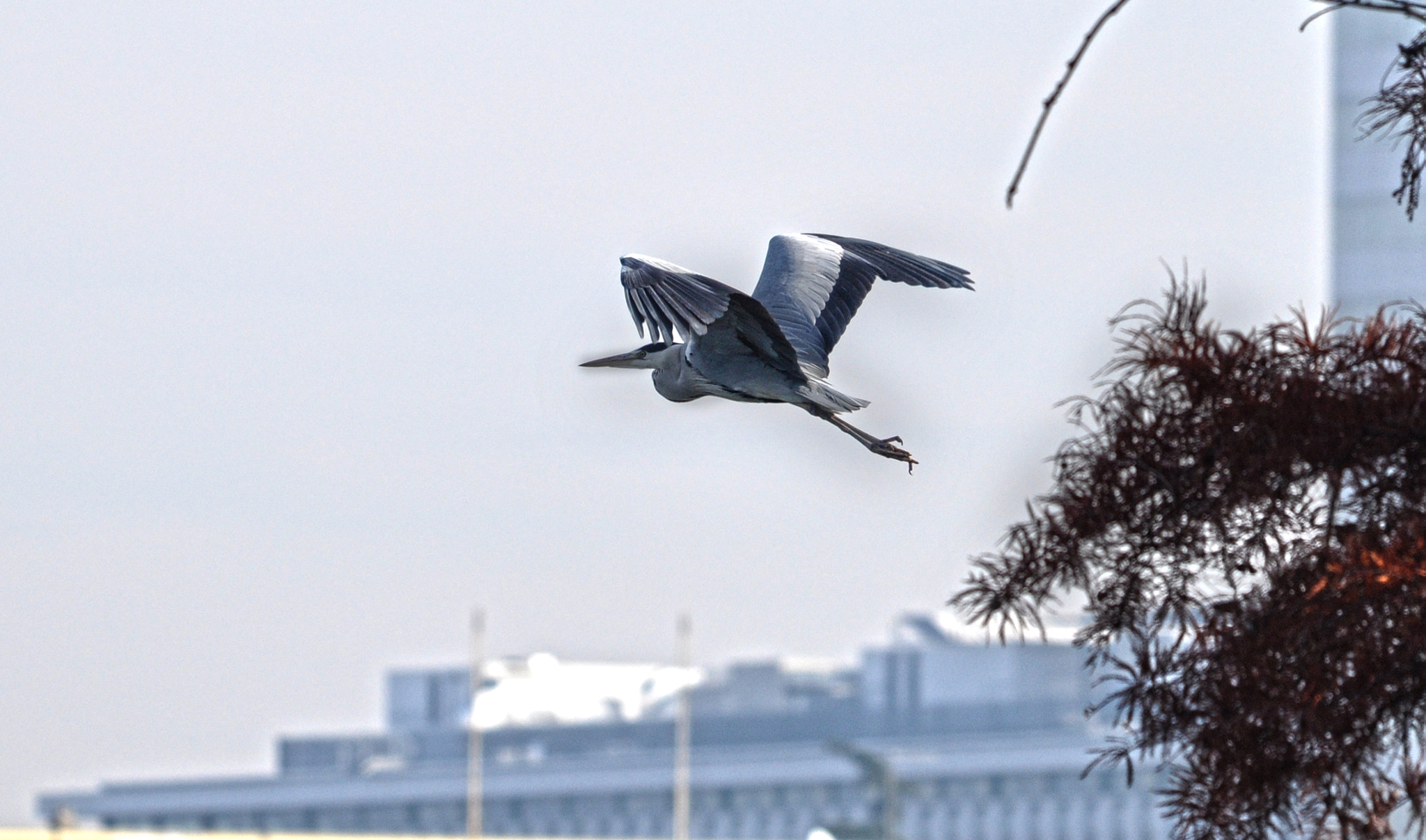 Sigma 120-400mm F4.5-5.6 DG OS HSM sample photo. Aironi photography