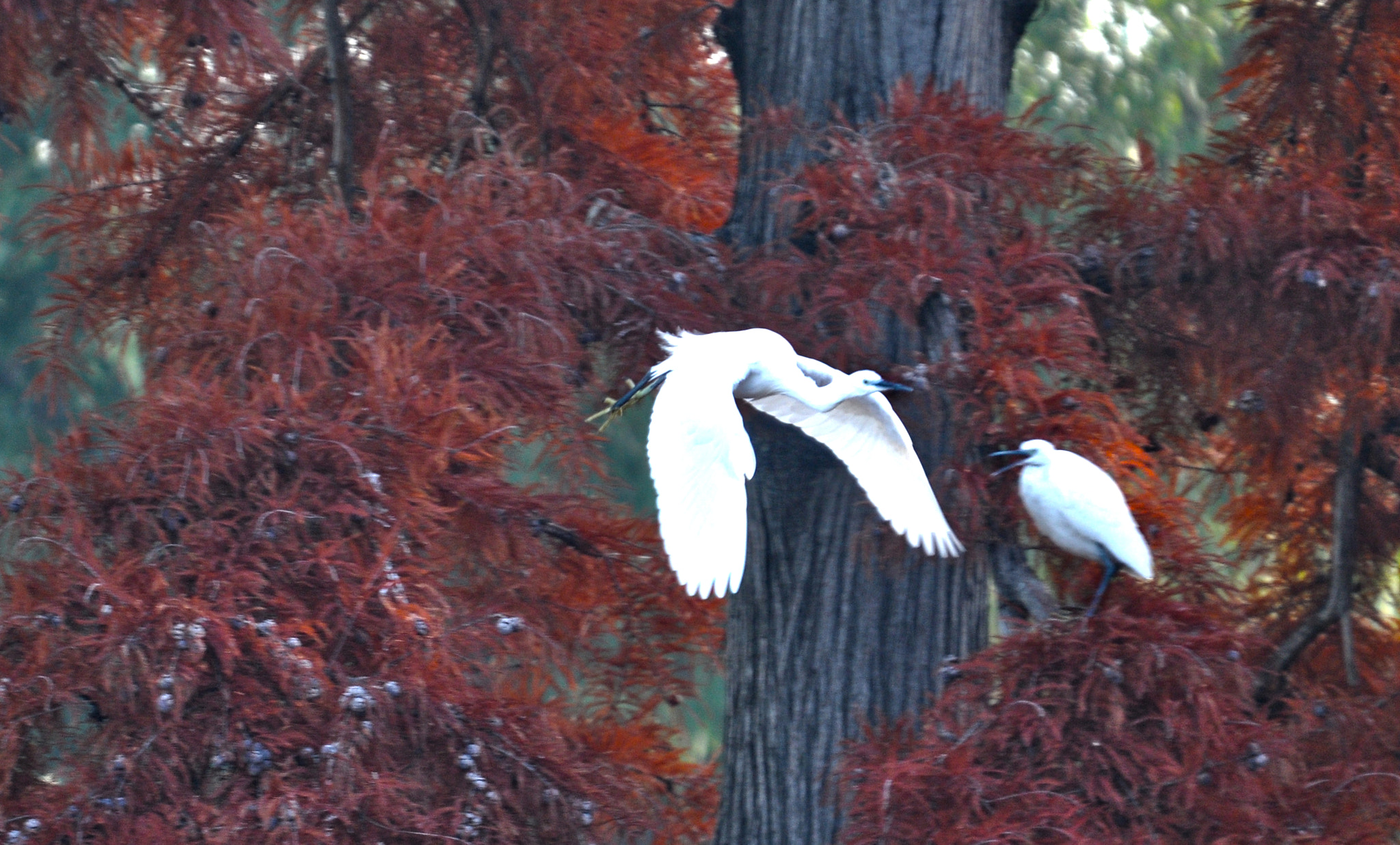 Sigma 120-400mm F4.5-5.6 DG OS HSM sample photo. Aironi photography