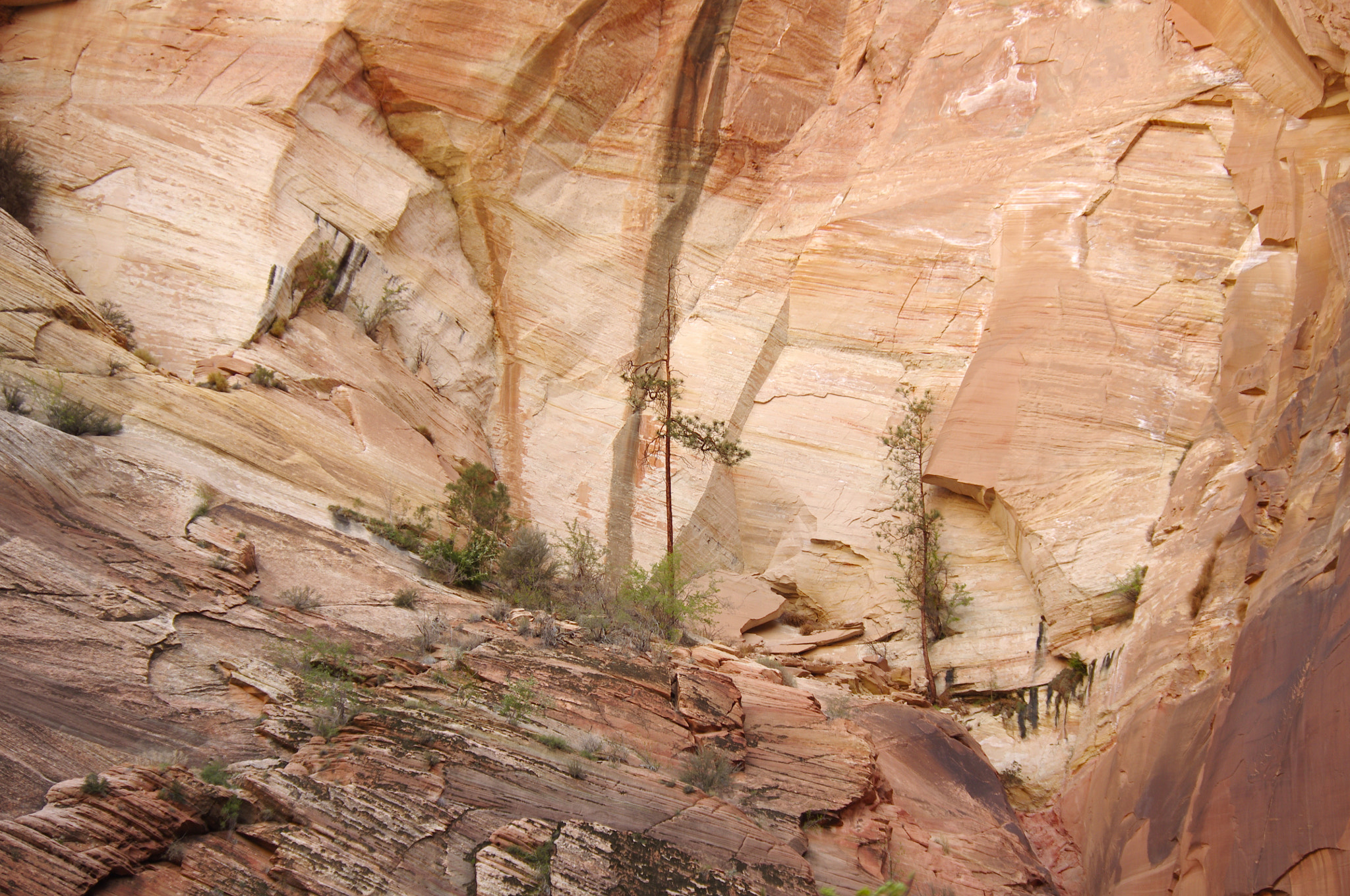 Pentax K-r + Pentax smc DA 50-200mm F4-5.6 ED sample photo. Arbres sur la falaise, zion, utah photography