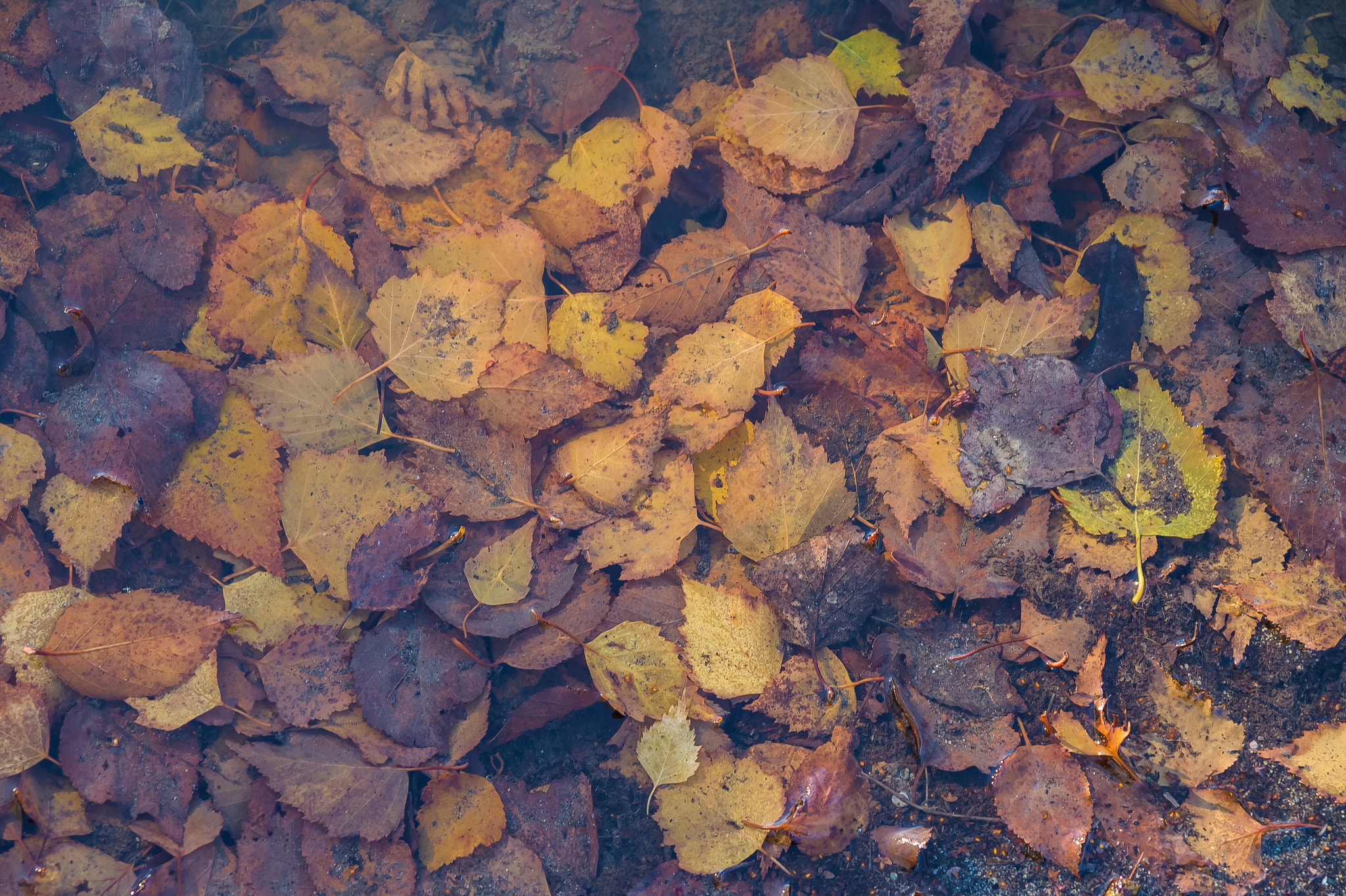 Sigma 17-70mm F2.8-4 DC Macro OS HSM sample photo. Leaves of maroon and yellow photography