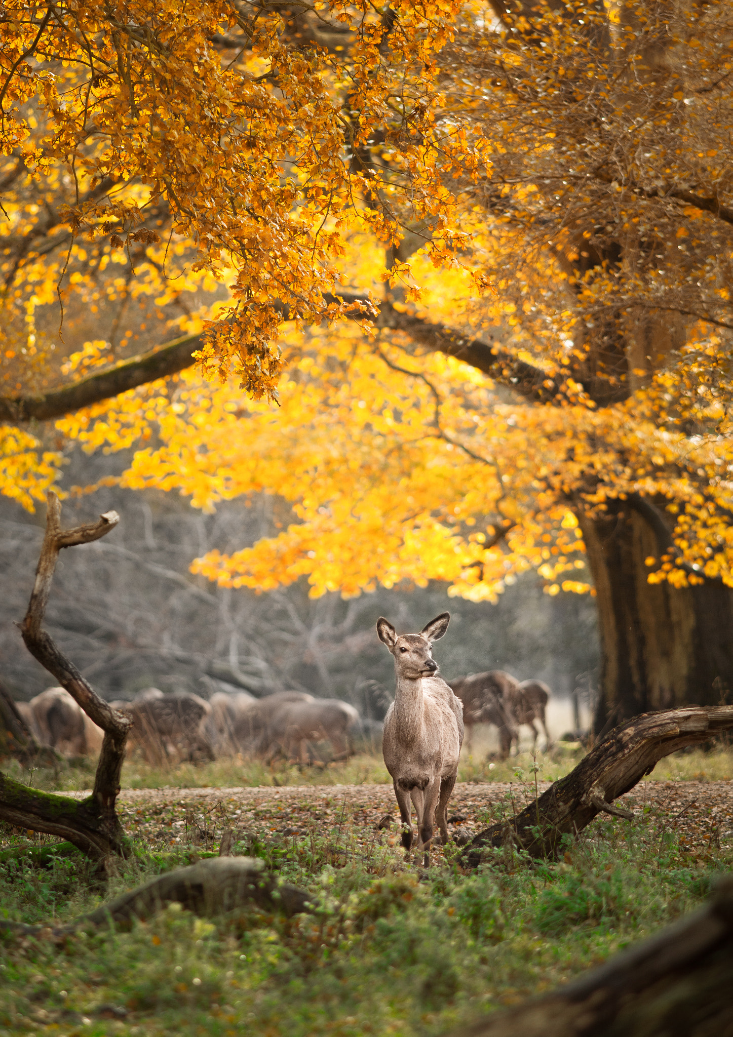 Canon EF 200mm F2.8L II USM sample photo. Deer and yellow leaves forest photography