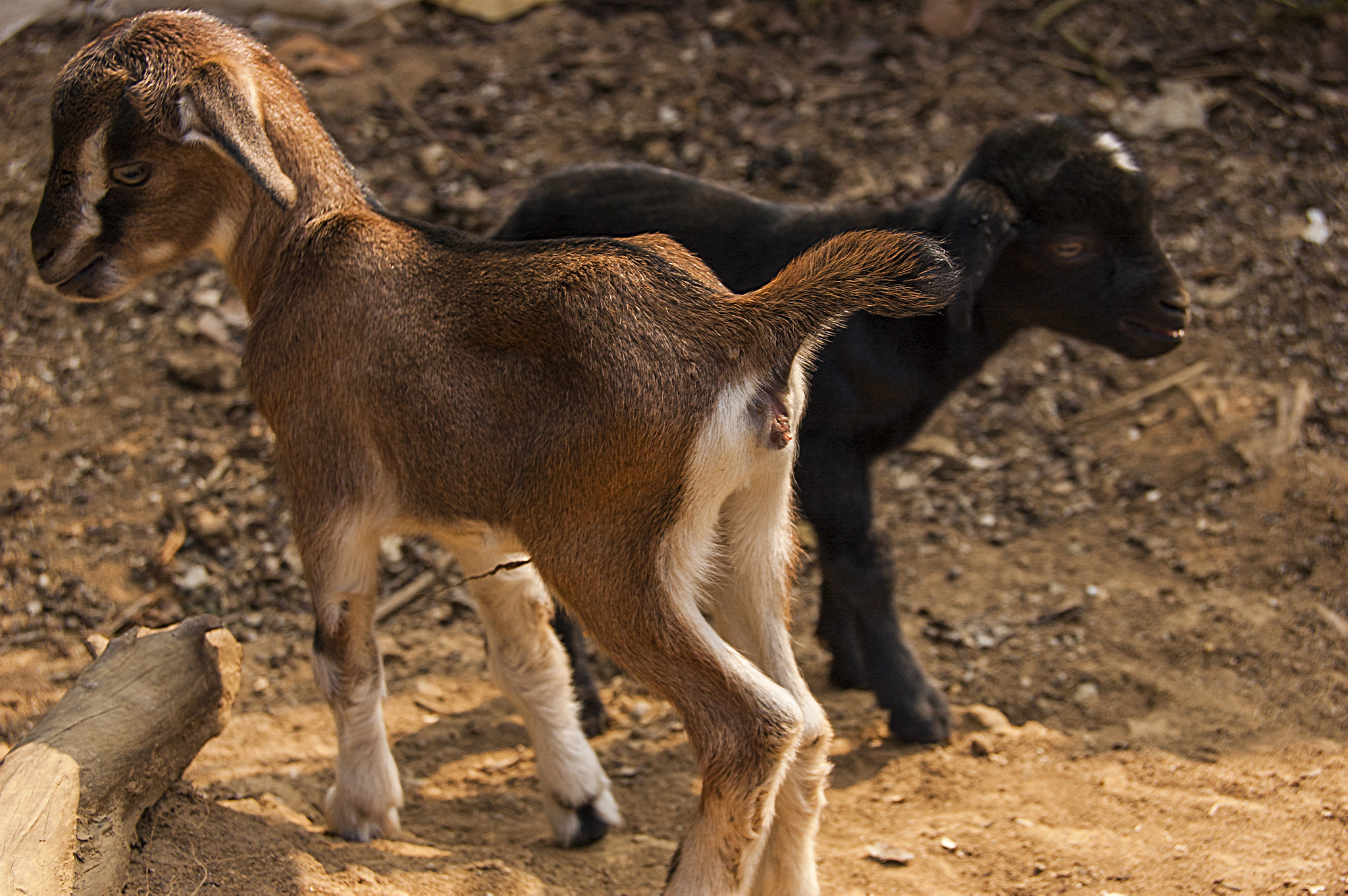 Nikon D70s + AF-S DX Zoom-Nikkor 18-55mm f/3.5-5.6G ED sample photo. Baby goats photography