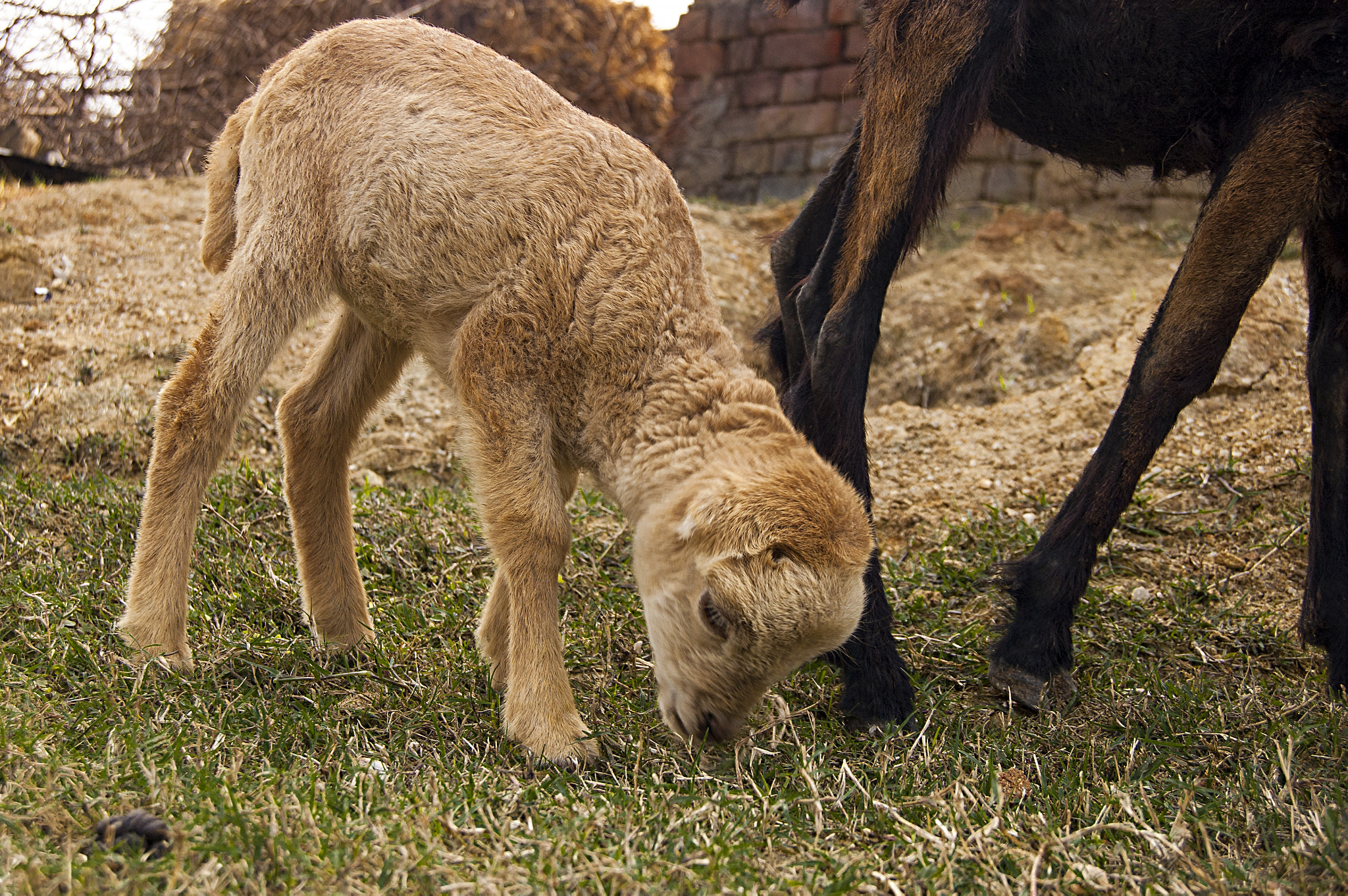 Nikon D70s sample photo. Baby sheep photography