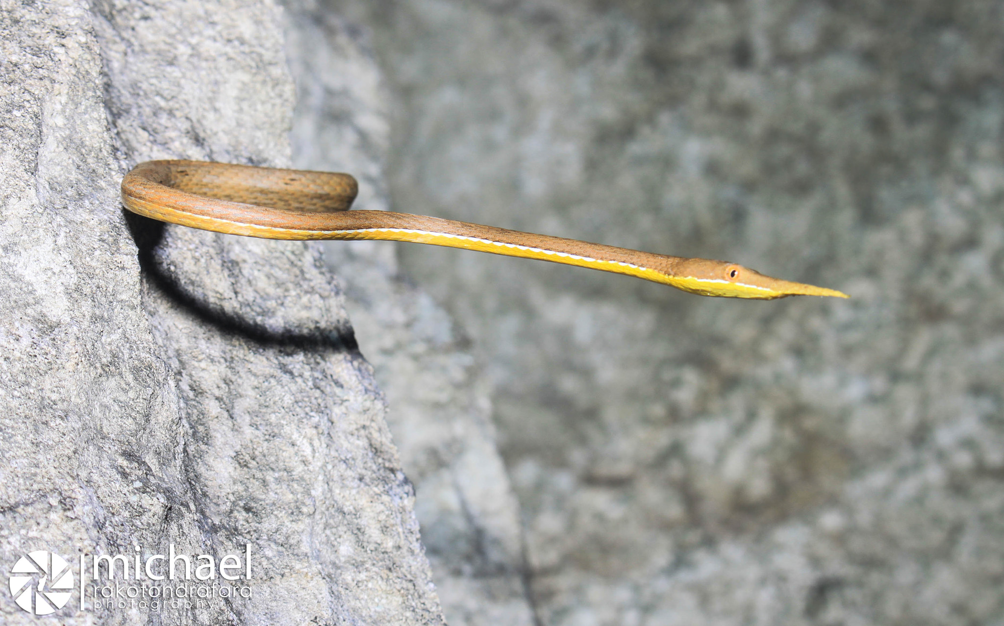 Canon EOS 500D (EOS Rebel T1i / EOS Kiss X3) sample photo. Langaha madagascariensis
(snake) photography
