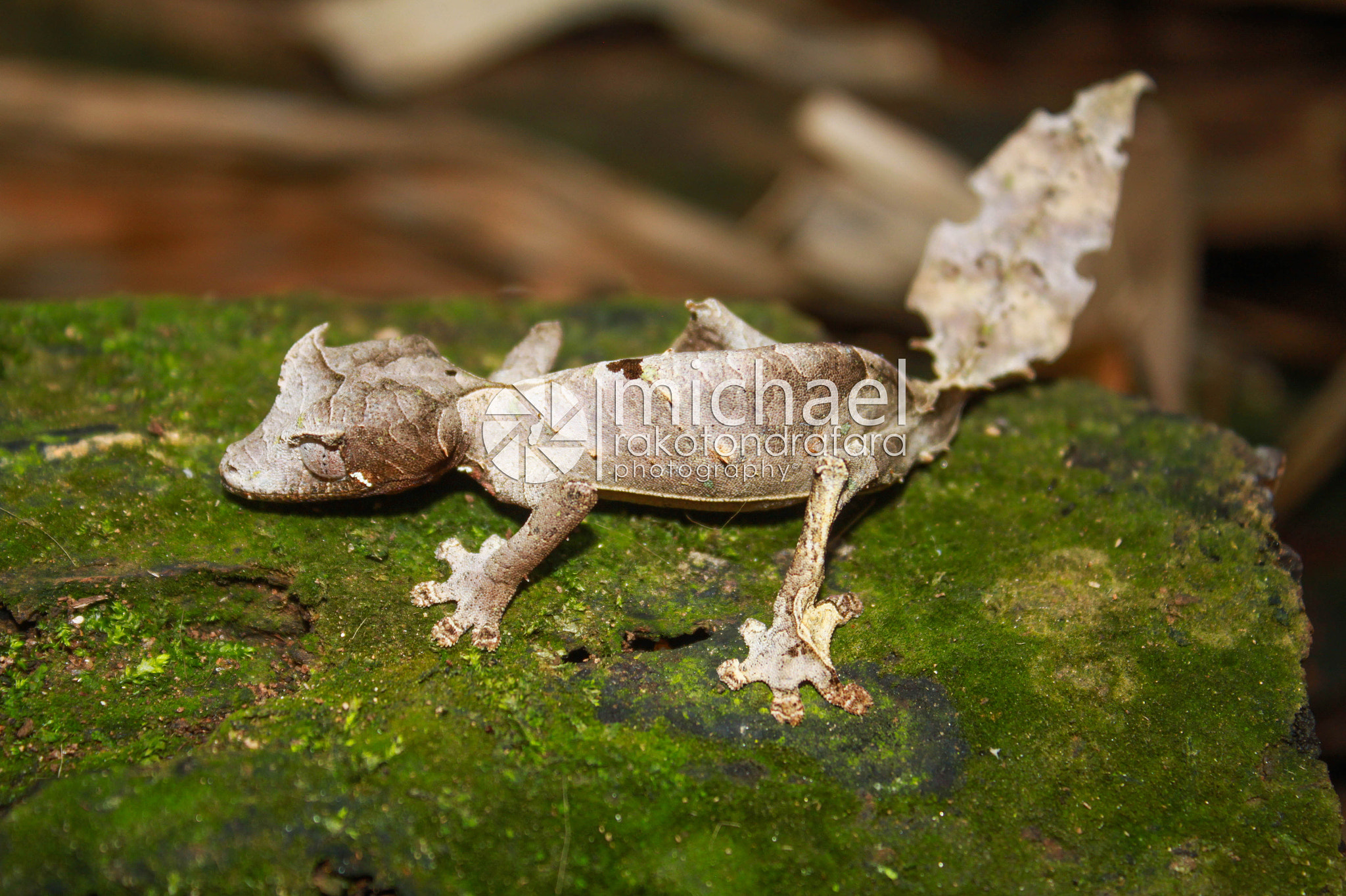 Canon EOS 500D (EOS Rebel T1i / EOS Kiss X3) sample photo. Uroplatus phantasticus
geko photography