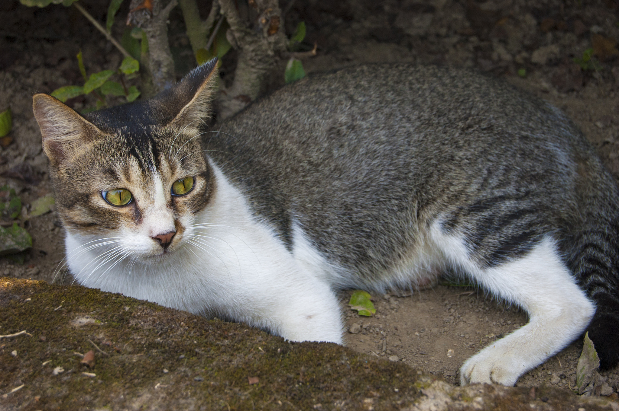 Nikon D70s + AF-S DX Zoom-Nikkor 18-55mm f/3.5-5.6G ED sample photo. Domestic cat photography