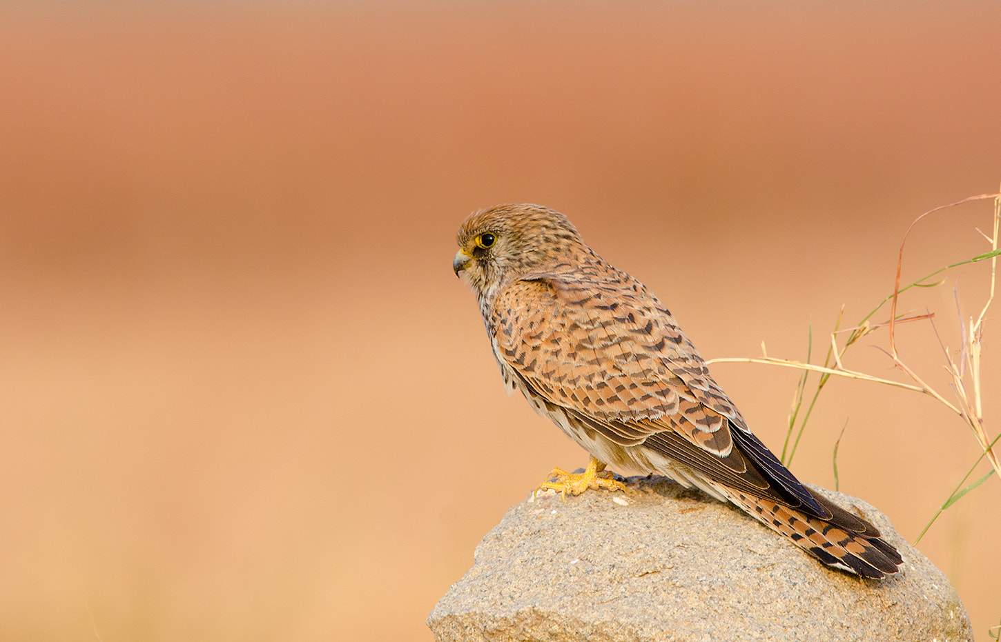 Nikon D7000 + Nikon AF-S Nikkor 500mm F4G ED VR sample photo. Lesser kestrel photography